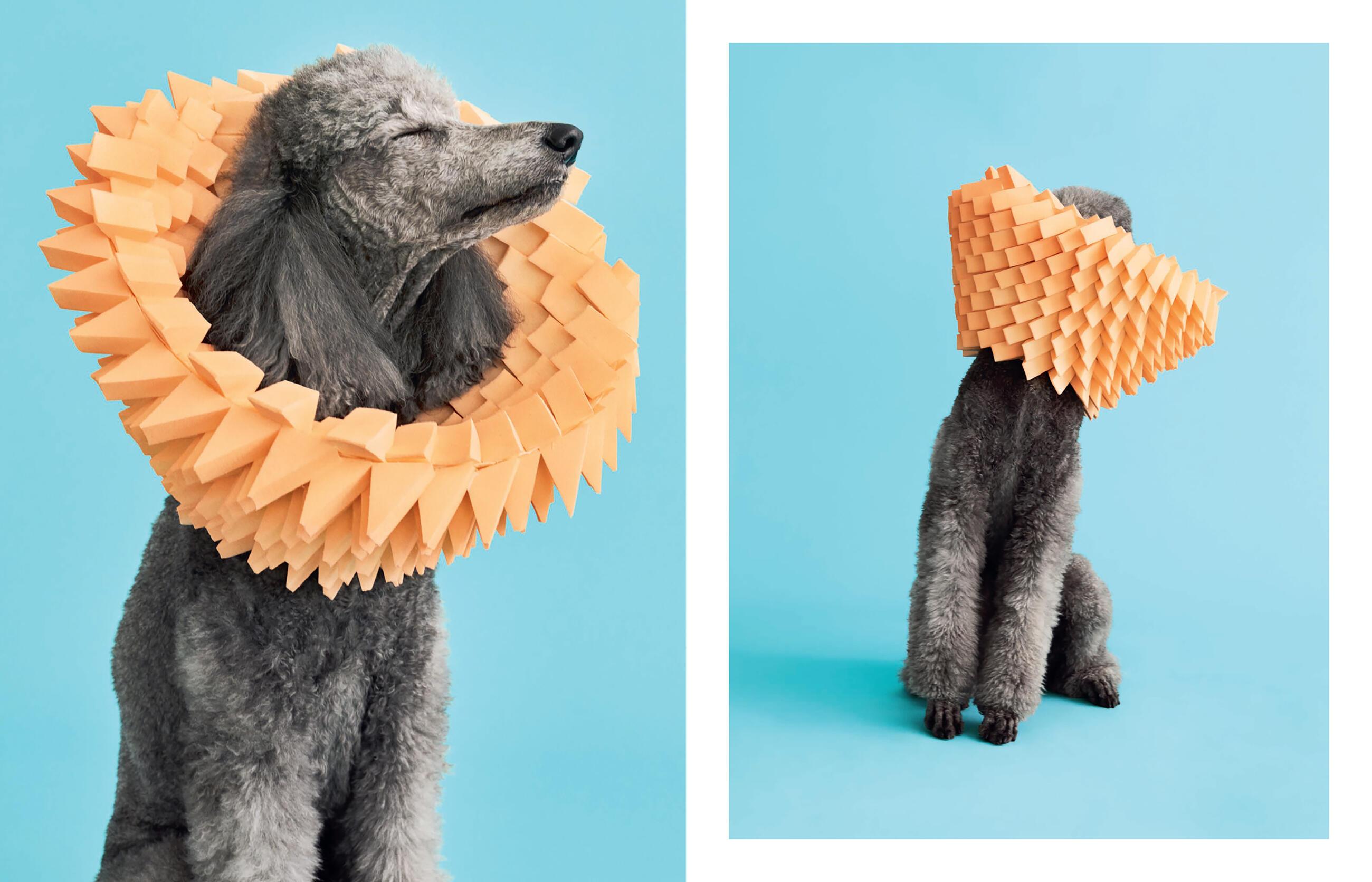 Beispielinhalt (Bild) Cone of Shame
