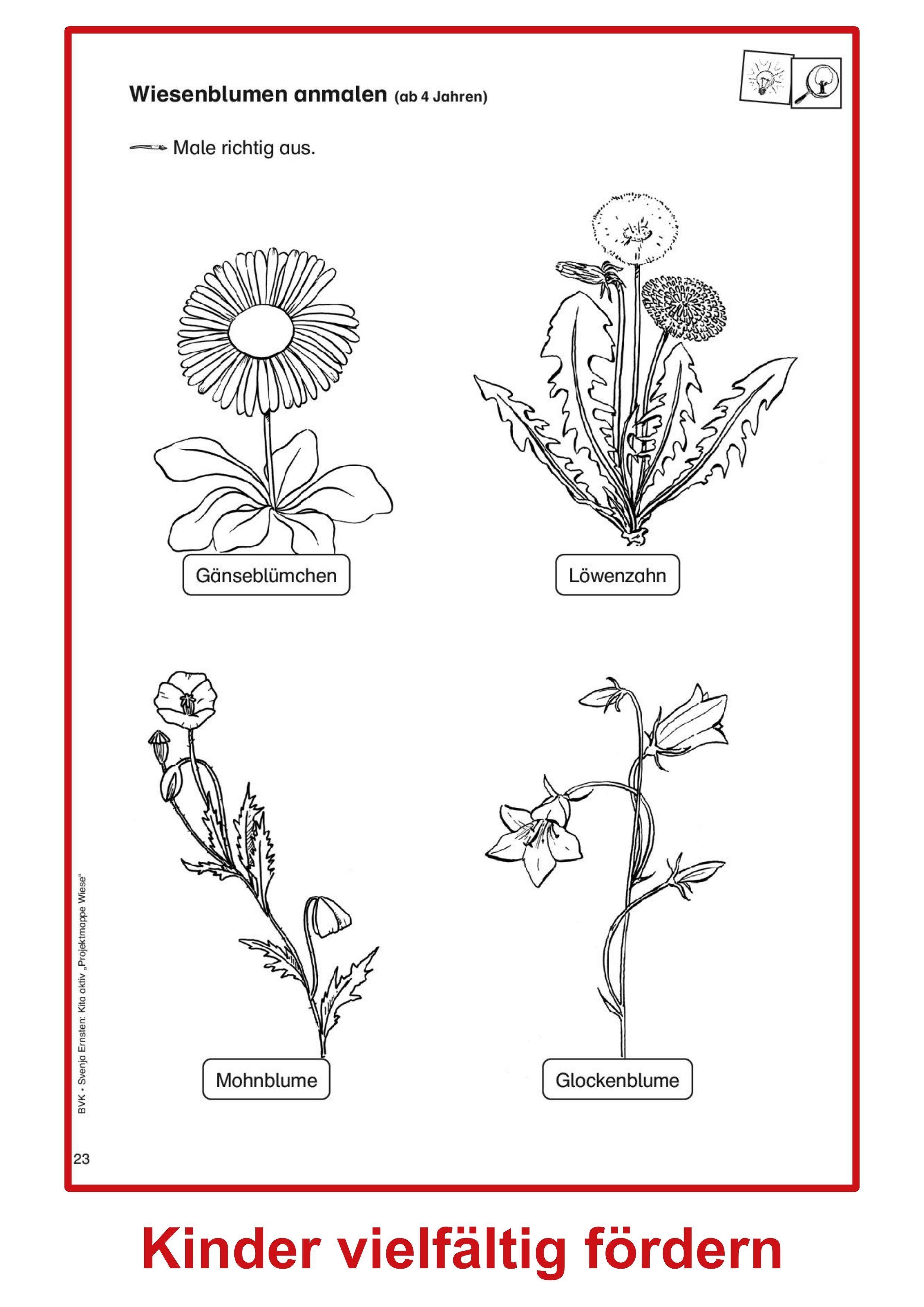 Beispielinhalt (Bild) Kita aktiv Projektmappe Wiese