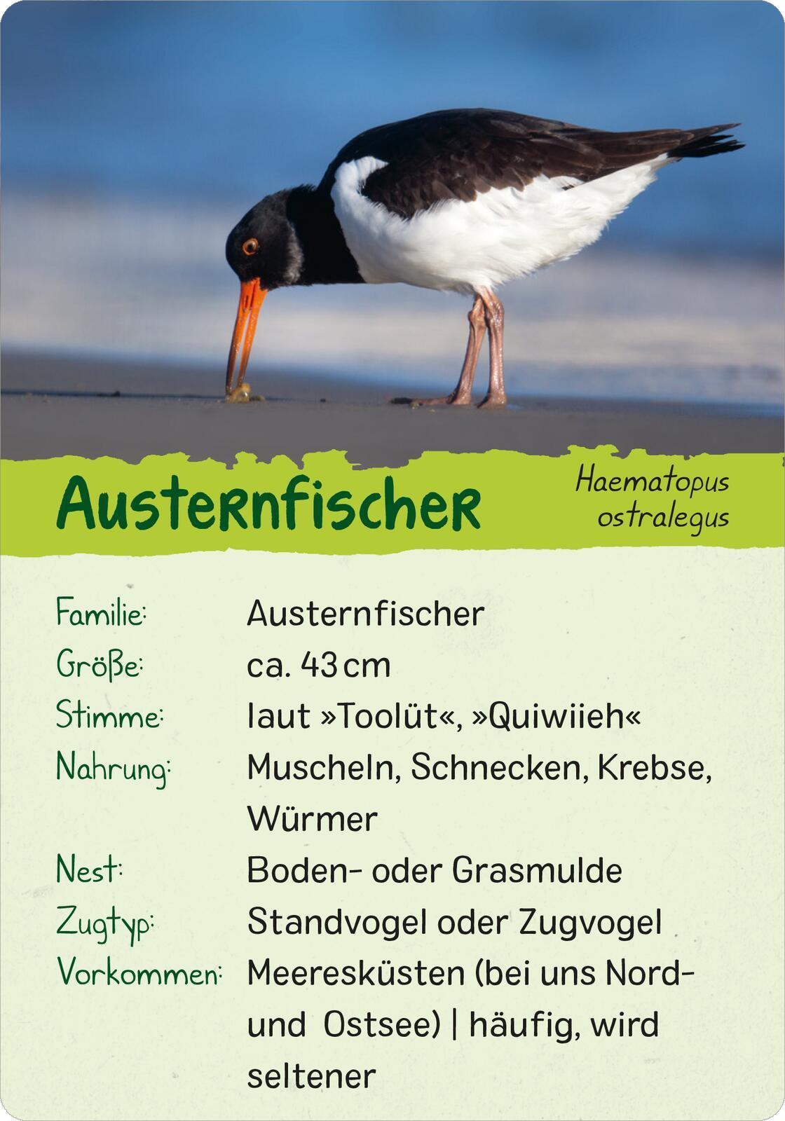 Beispielinhalt (Bild) Naturforscher-Kids - Vögel