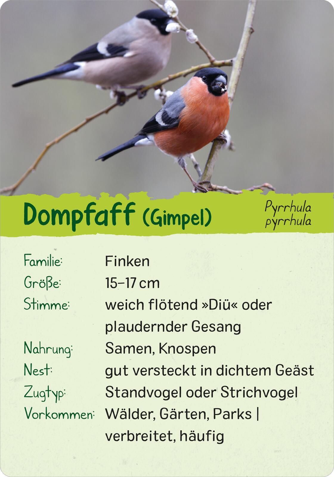 Beispielinhalt (Bild) Naturforscher-Kids - Vögel