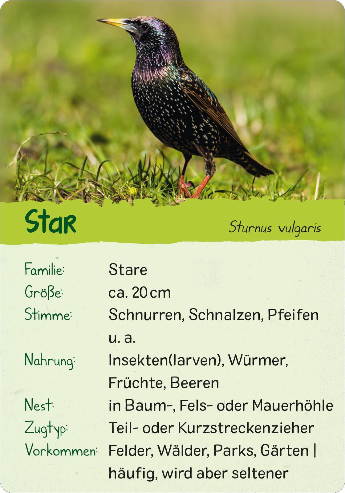 Beispielinhalt (Bild) Naturforscher-Kids - Vögel