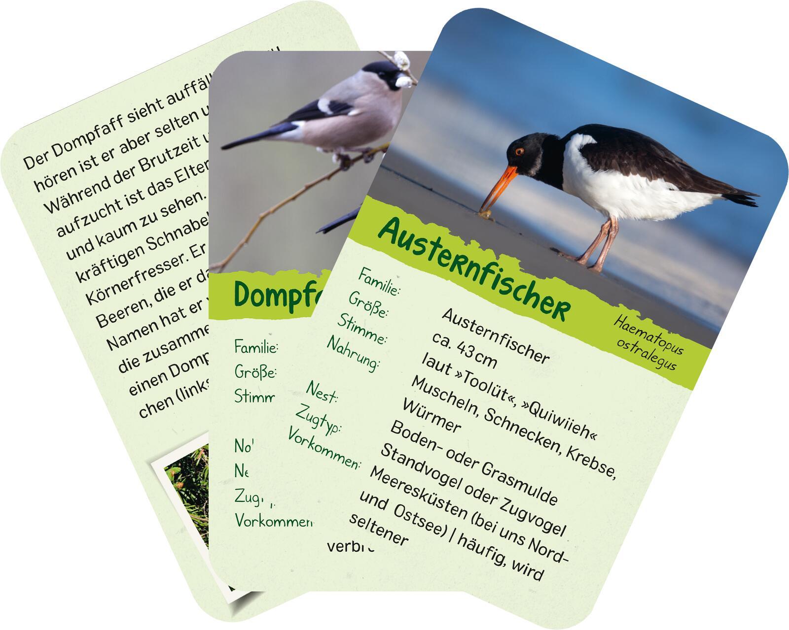 Beispielinhalt (Bild) Naturforscher-Kids - Vögel