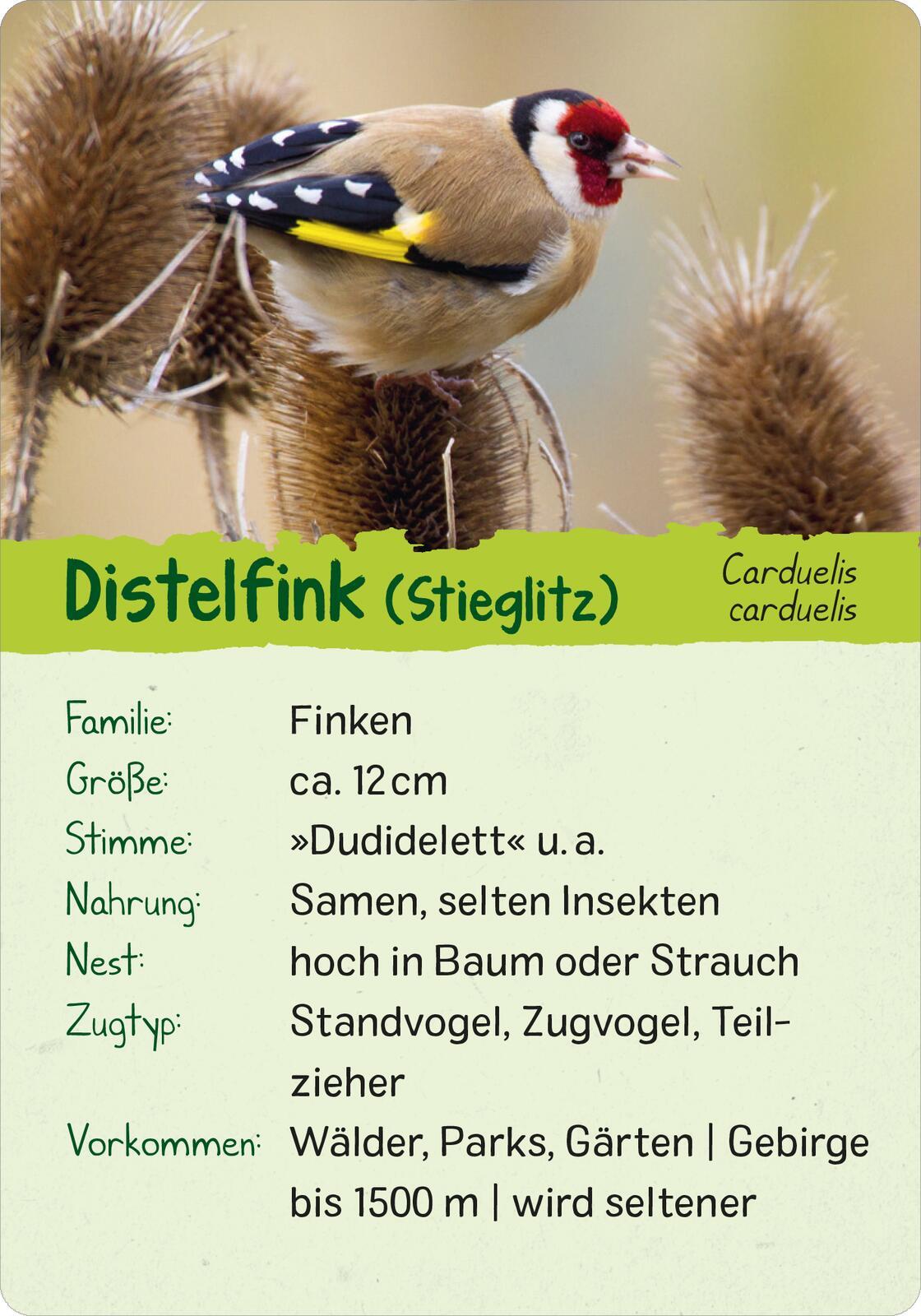 Beispielinhalt (Bild) Naturforscher-Kids - Vögel
