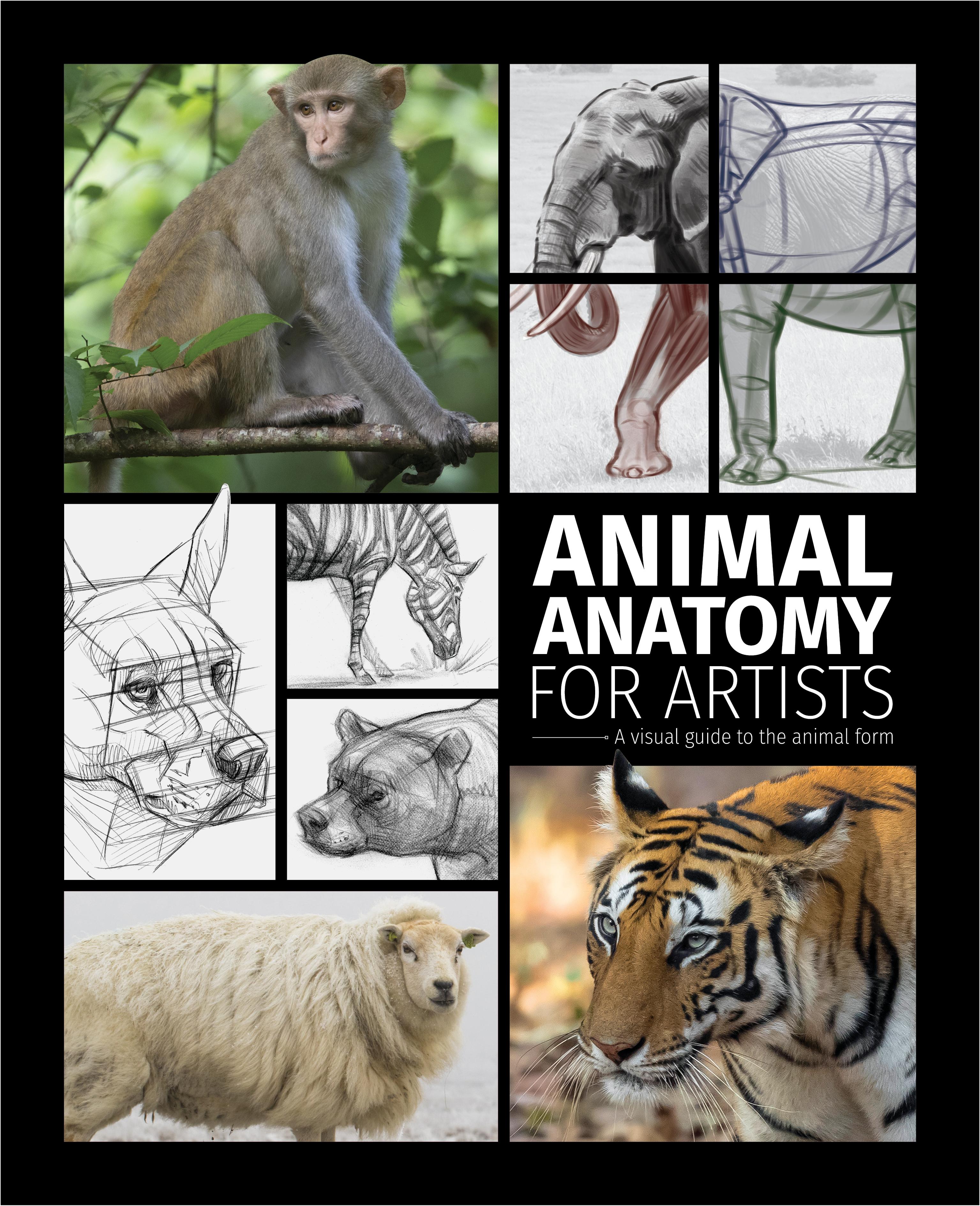 Vorderes Coverbild Animal Anatomy for Artists