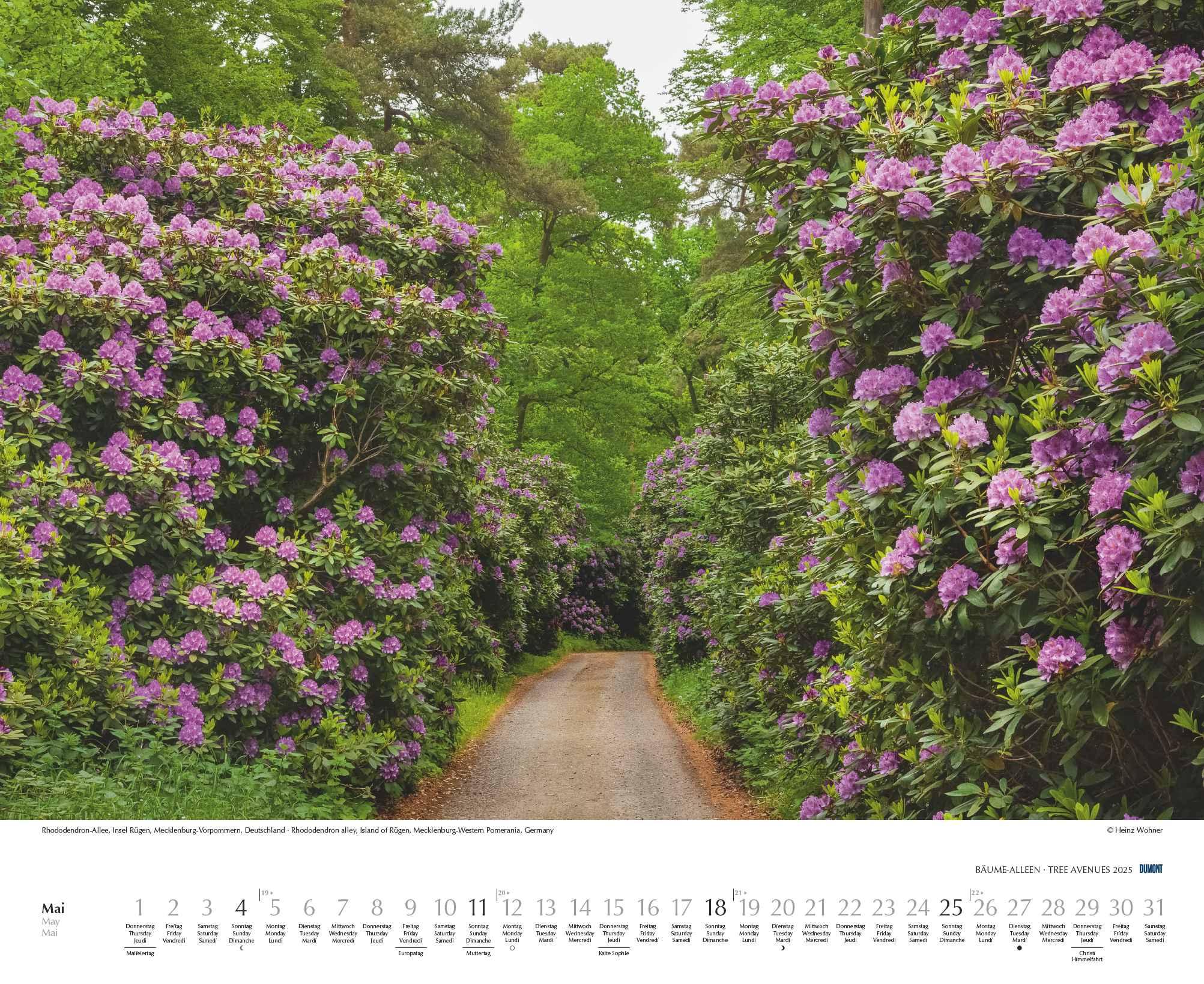 Beispielinhalt (Bild) Bäume - Alleen 2025 - Wandkalender 52 x 42,5 cm - Spiralbindung