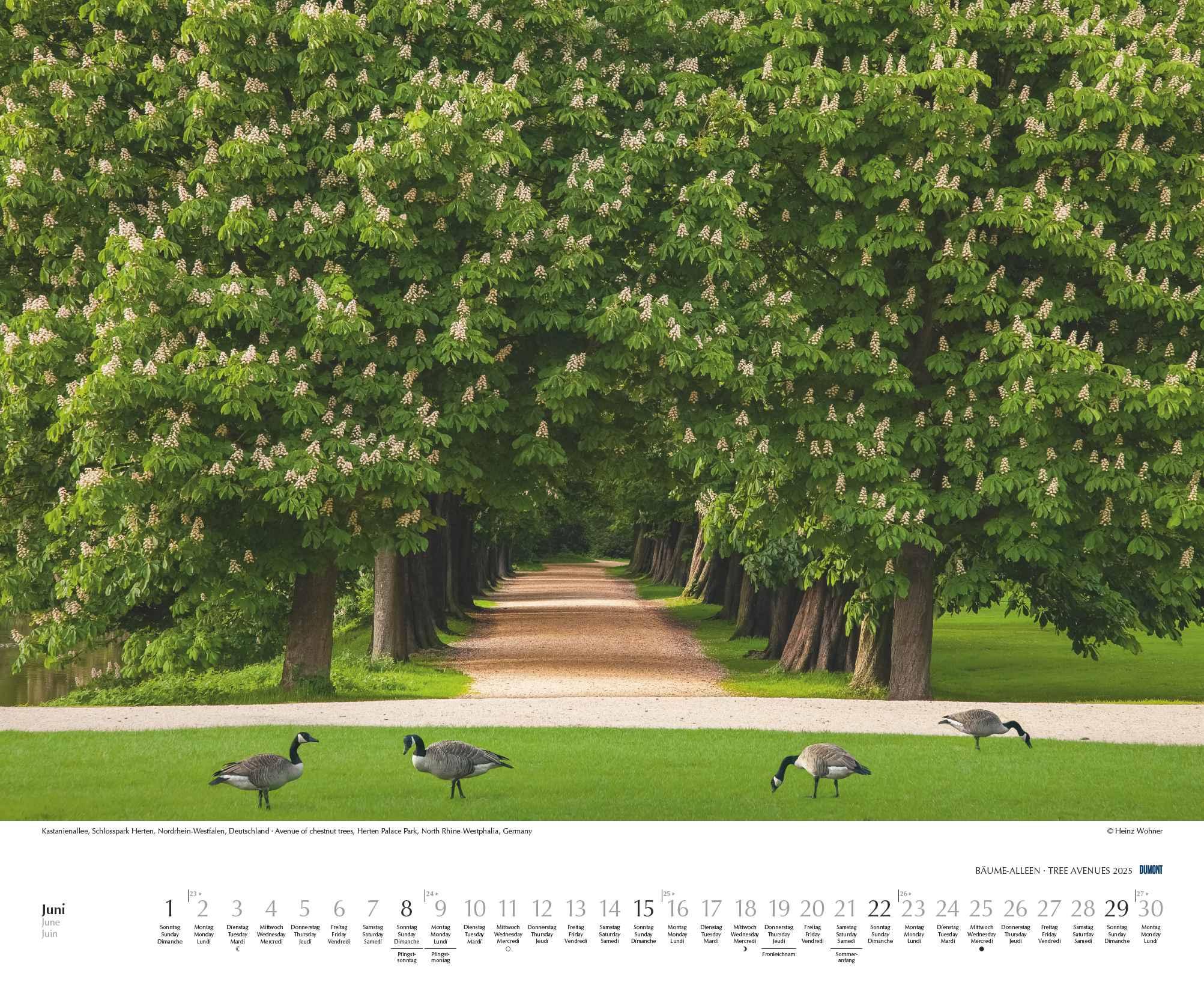 Beispielinhalt (Bild) Bäume - Alleen 2025 - Wandkalender 52 x 42,5 cm - Spiralbindung