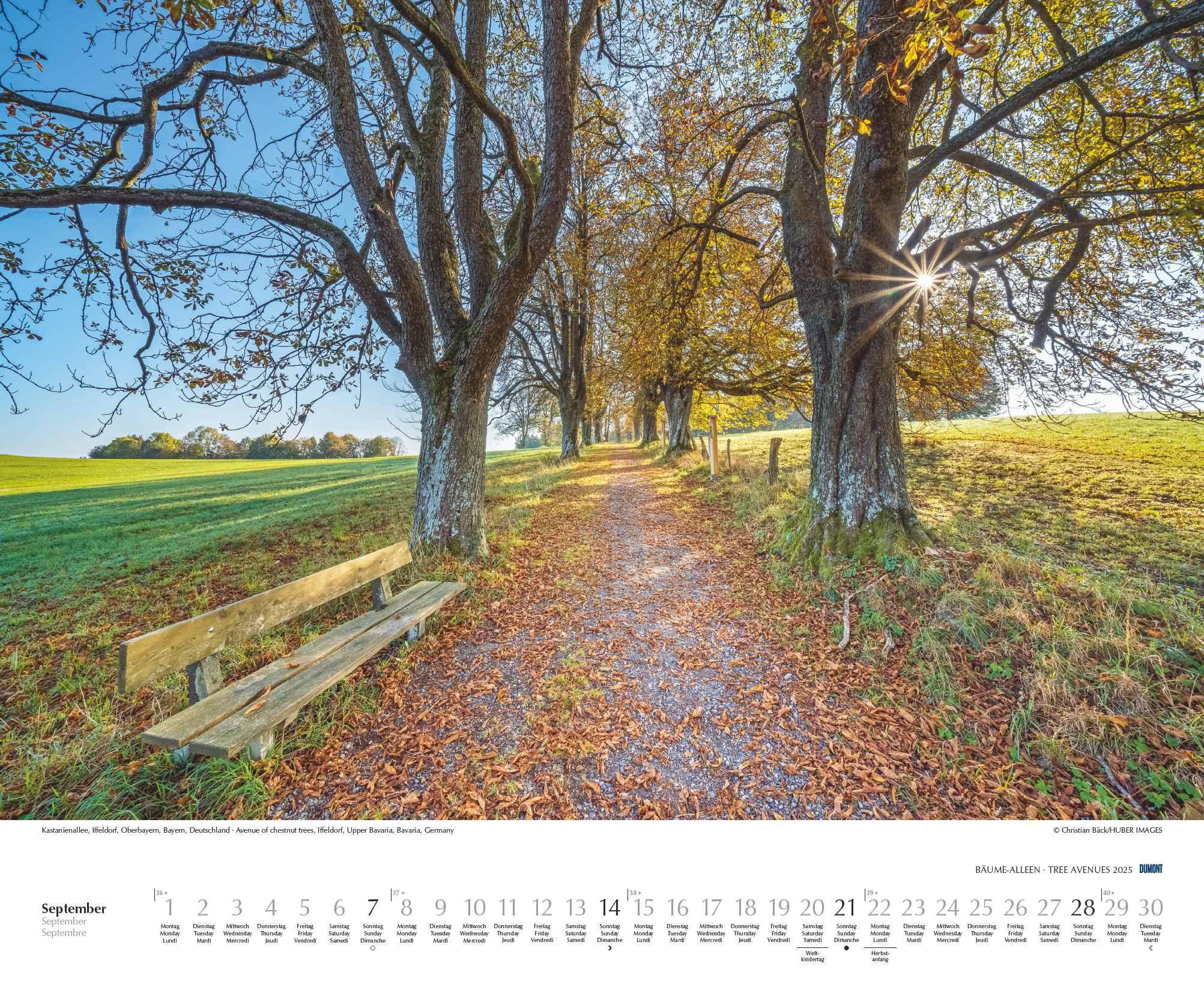 Beispielinhalt (Bild) Bäume - Alleen 2025 - Wandkalender 52 x 42,5 cm - Spiralbindung