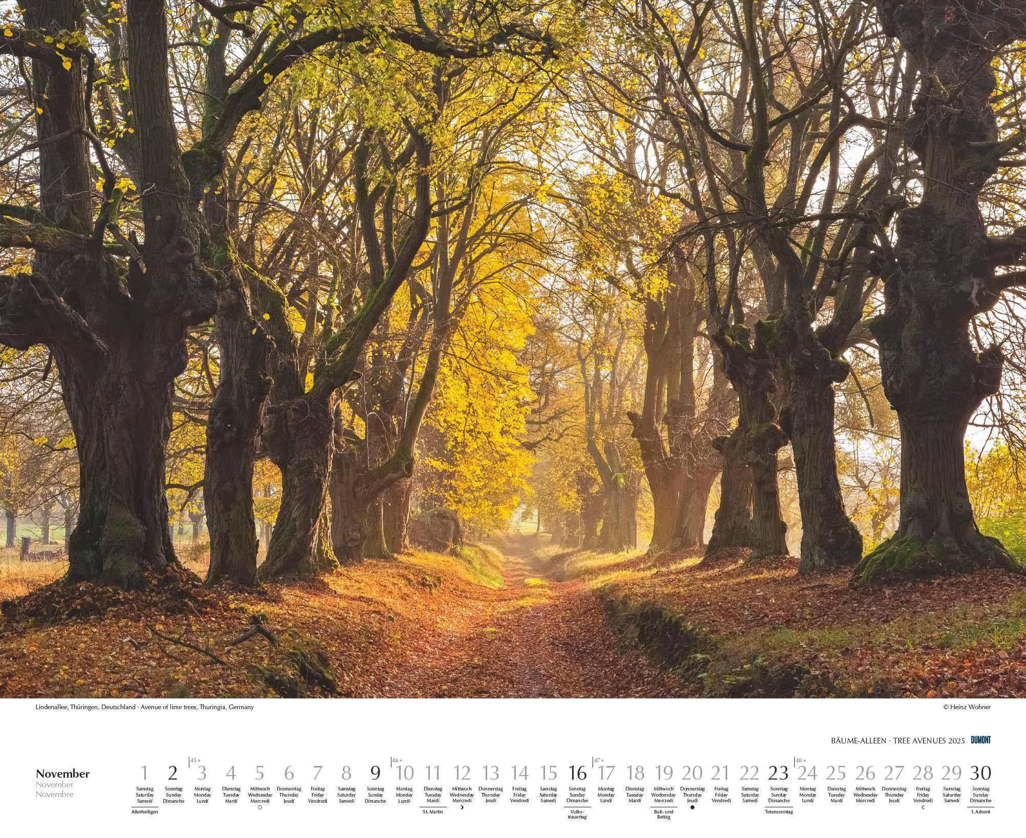 Beispielinhalt (Bild) Bäume - Alleen 2025 - Wandkalender 52 x 42,5 cm - Spiralbindung