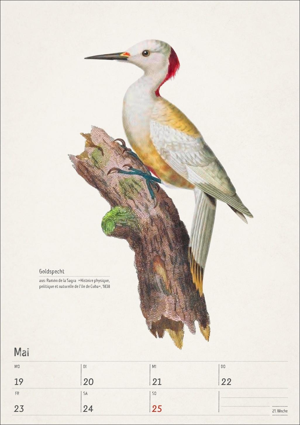 Beispielinhalt (Bild) Bunte Vogelwelt Wochenplaner 2025 - 53 historische Illustrationen