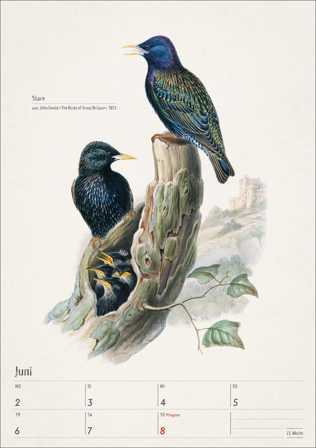 Beispielinhalt (Bild) Bunte Vogelwelt Wochenplaner 2025 - 53 historische Illustrationen