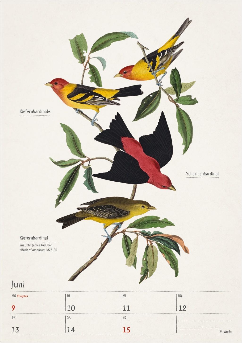 Beispielinhalt (Bild) Bunte Vogelwelt Wochenplaner 2025 - 53 historische Illustrationen