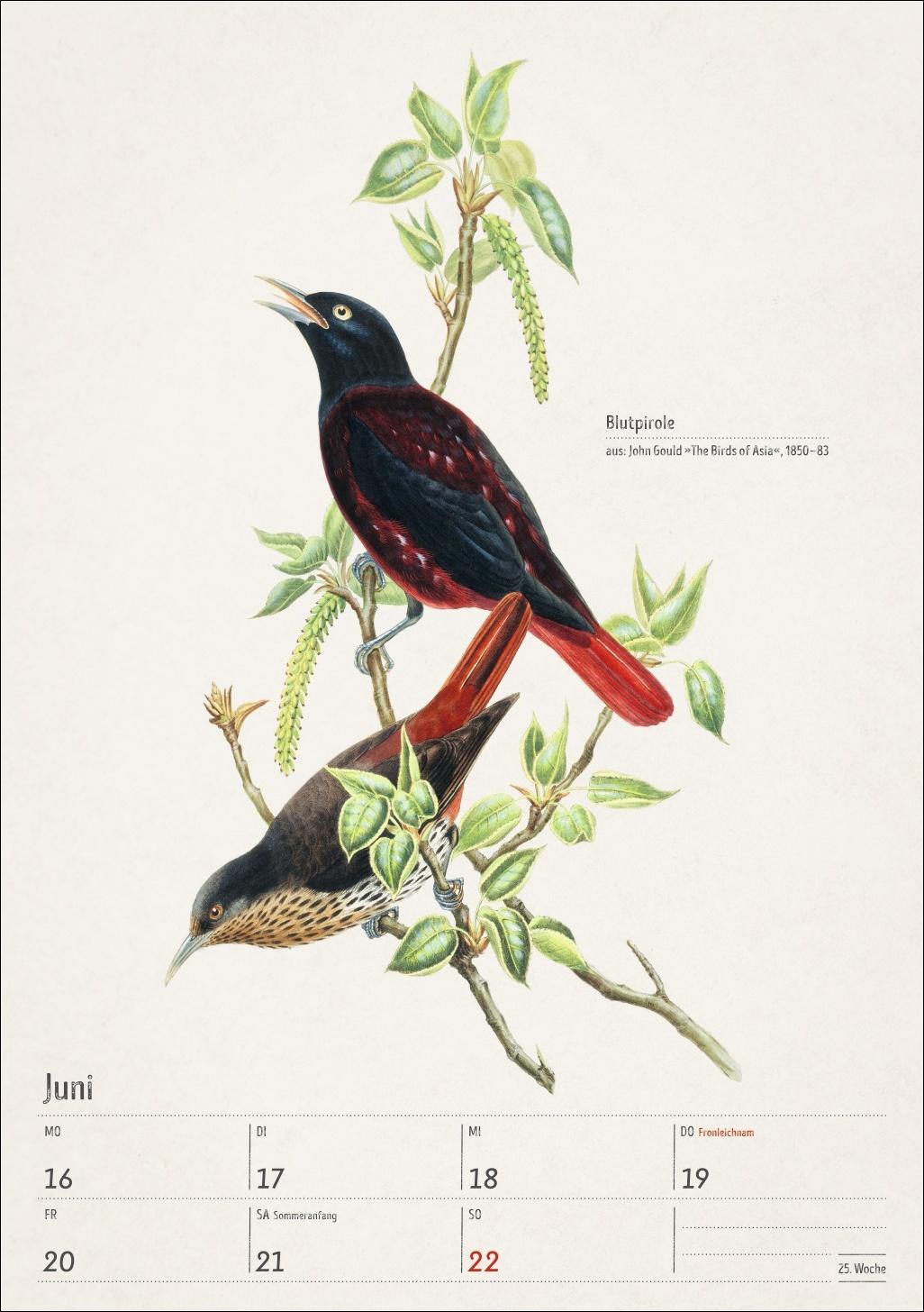 Beispielinhalt (Bild) Bunte Vogelwelt Wochenplaner 2025 - 53 historische Illustrationen