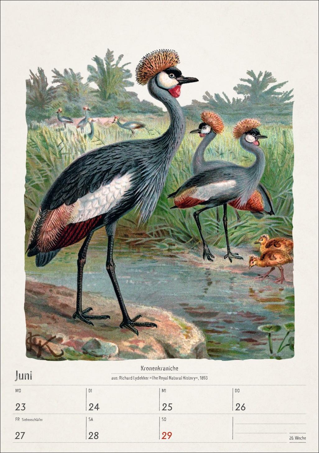 Beispielinhalt (Bild) Bunte Vogelwelt Wochenplaner 2025 - 53 historische Illustrationen