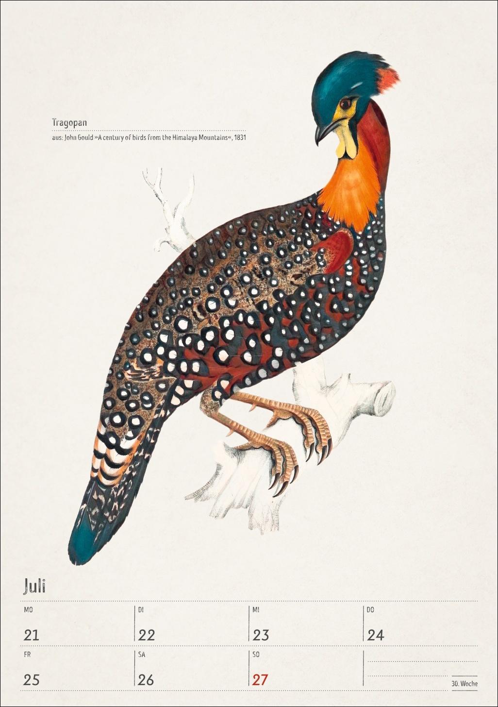 Beispielinhalt (Bild) Bunte Vogelwelt Wochenplaner 2025 - 53 historische Illustrationen