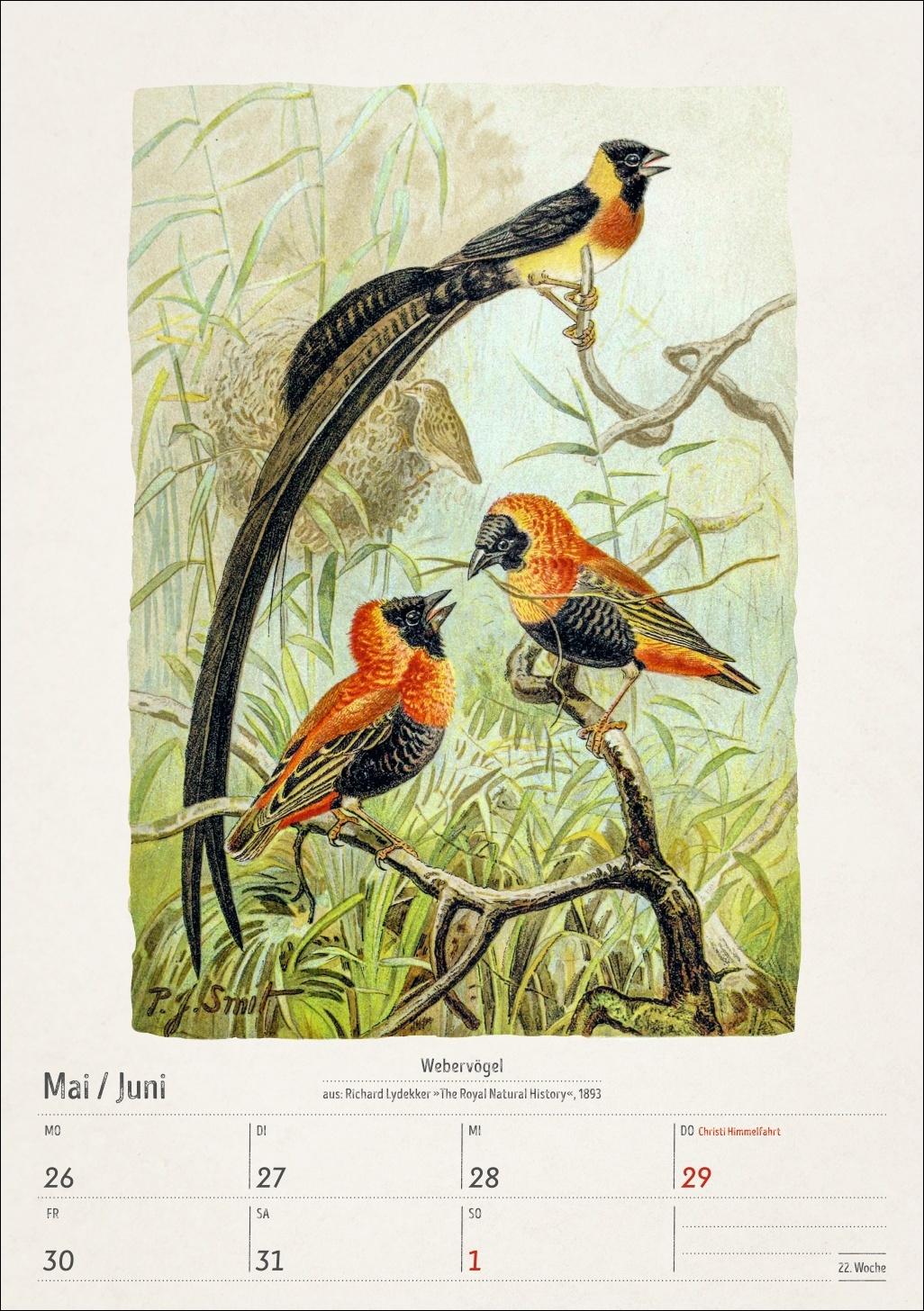 Beispielinhalt (Bild) Bunte Vogelwelt Wochenplaner 2025 - 53 historische Illustrationen