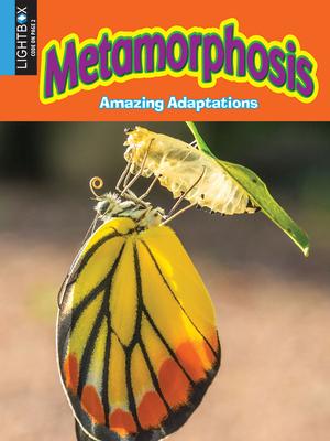 Vorderes Coverbild Metamorphosis