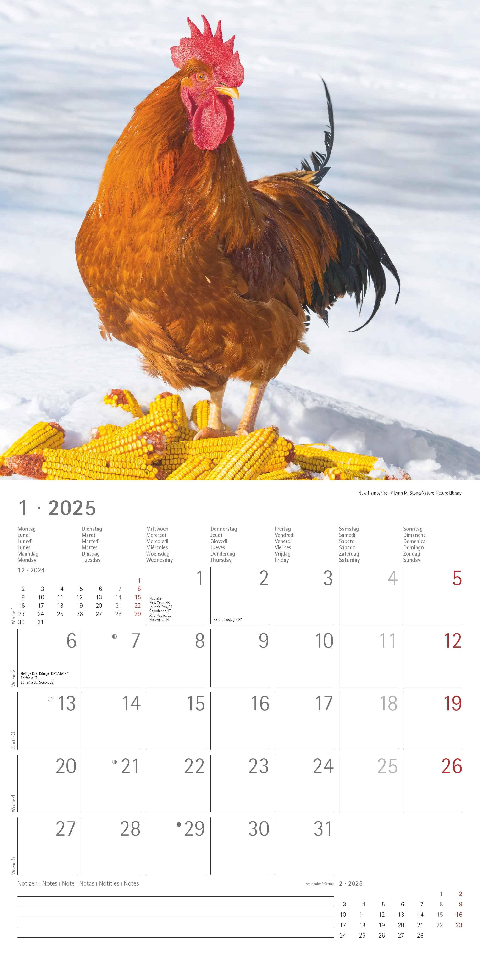 Beispielinhalt (Bild) Hühner 2025 - Broschürenkalender 30x30 cm (30x60 geöffnet) - Kalender mit Platz für Notizen - Hühner - Bildkalender - Wandkalender - Hühnerkalender