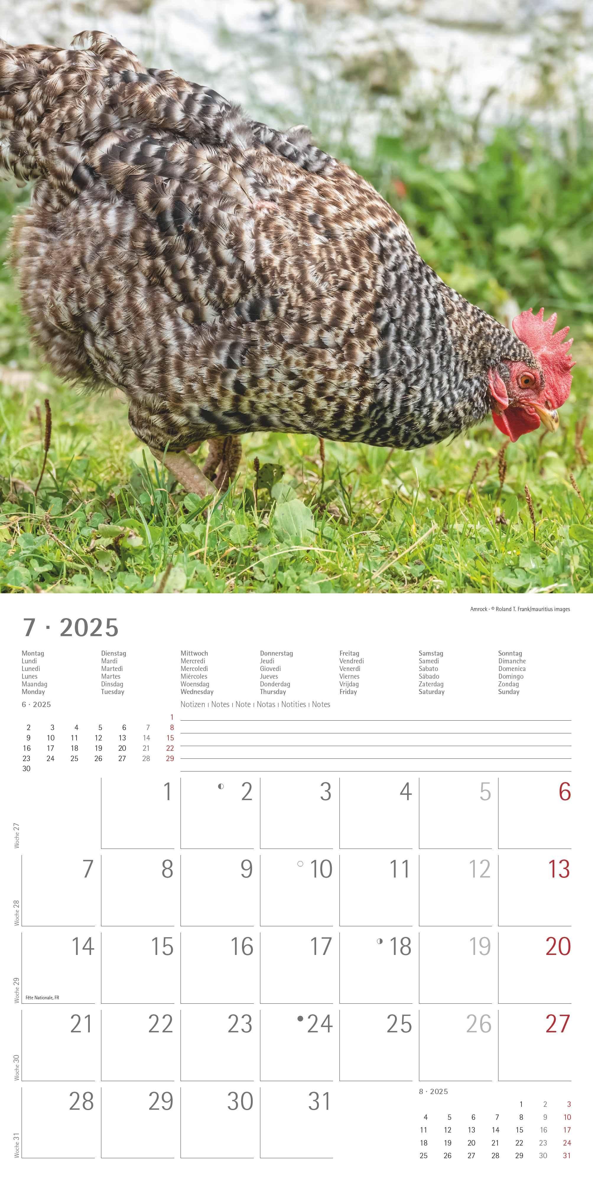 Beispielinhalt (Bild) Hühner 2025 - Broschürenkalender 30x30 cm (30x60 geöffnet) - Kalender mit Platz für Notizen - Hühner - Bildkalender - Wandkalender - Hühnerkalender
