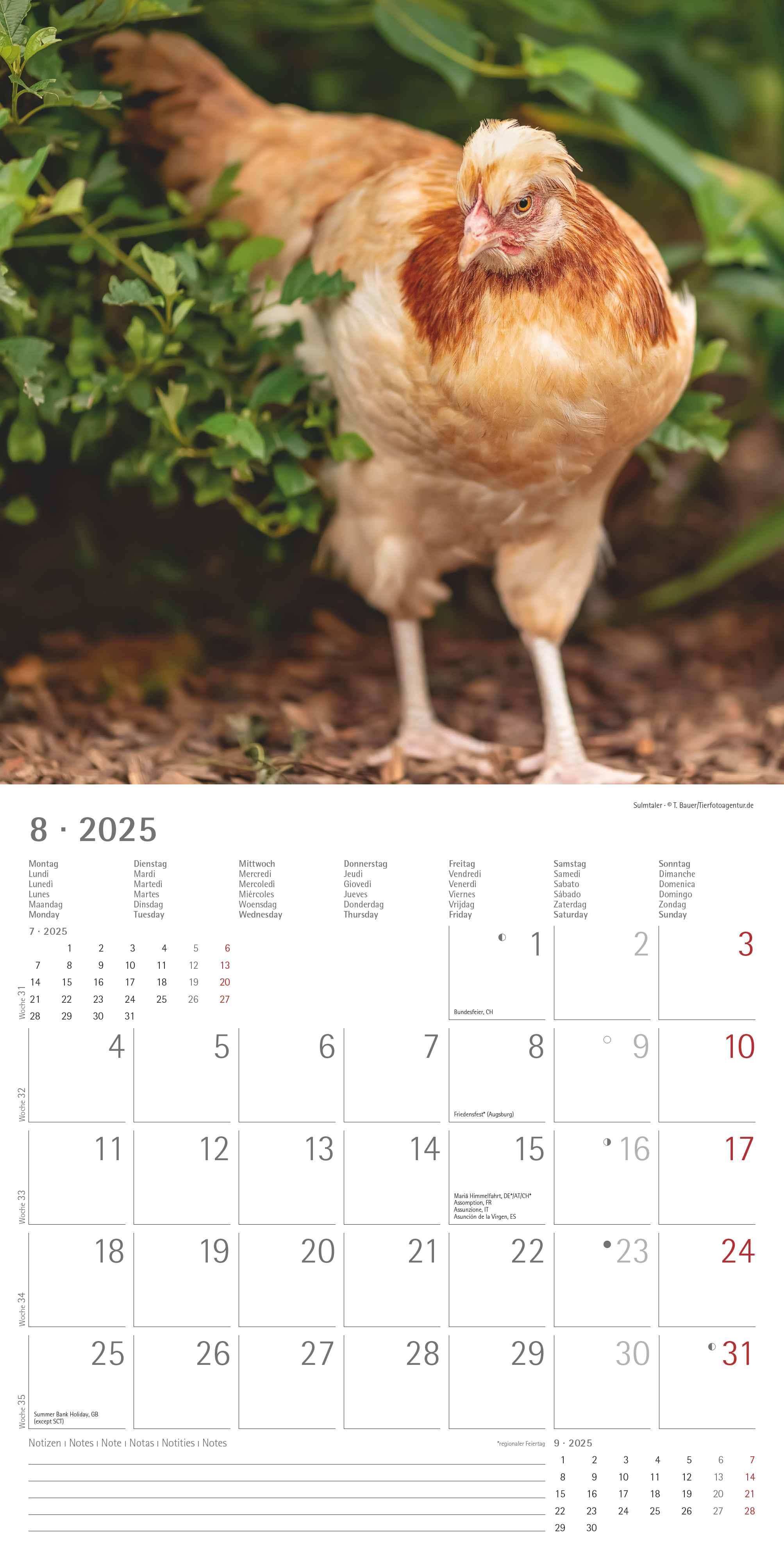 Beispielinhalt (Bild) Hühner 2025 - Broschürenkalender 30x30 cm (30x60 geöffnet) - Kalender mit Platz für Notizen - Hühner - Bildkalender - Wandkalender - Hühnerkalender