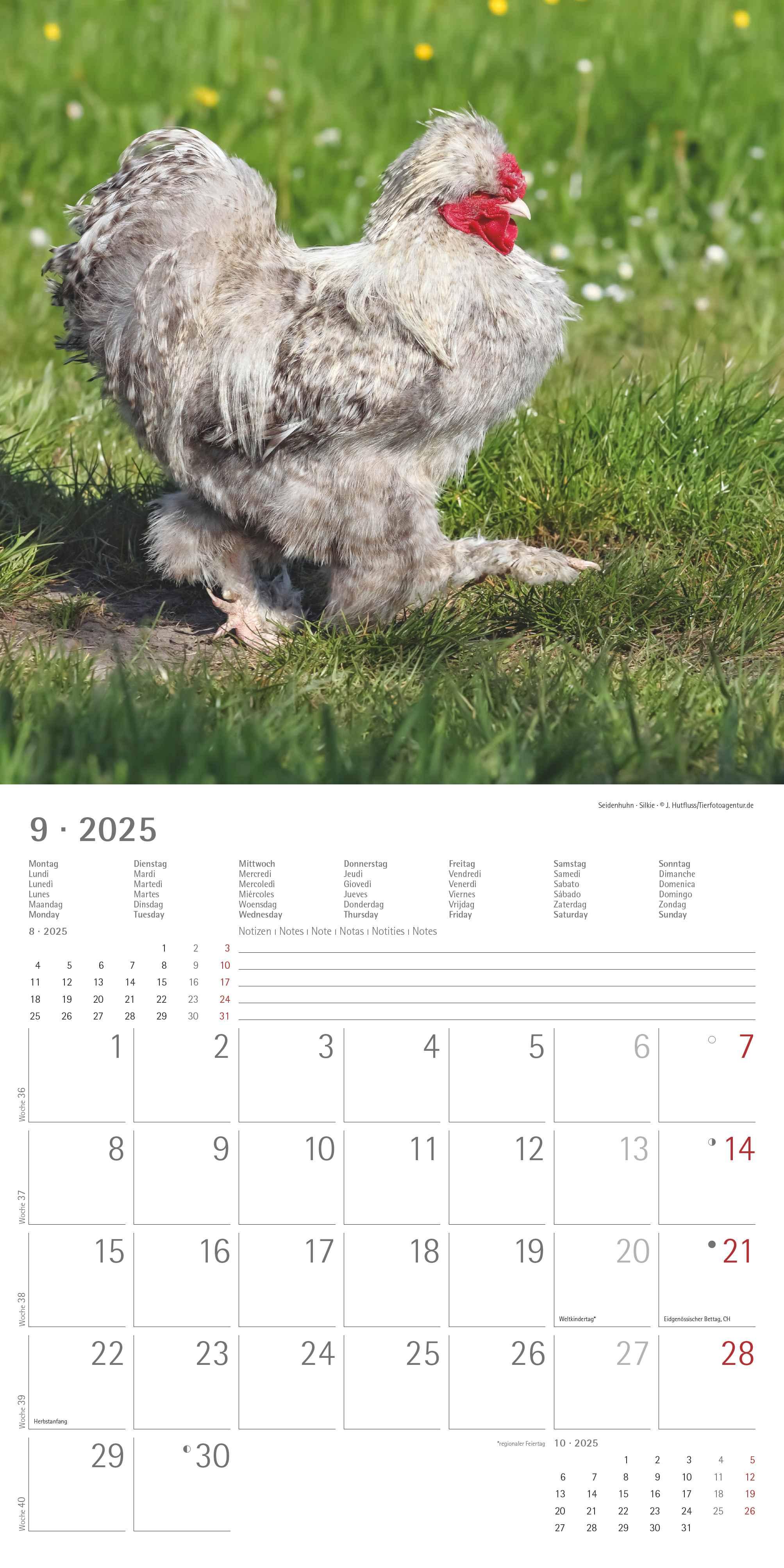 Beispielinhalt (Bild) Hühner 2025 - Broschürenkalender 30x30 cm (30x60 geöffnet) - Kalender mit Platz für Notizen - Hühner - Bildkalender - Wandkalender - Hühnerkalender