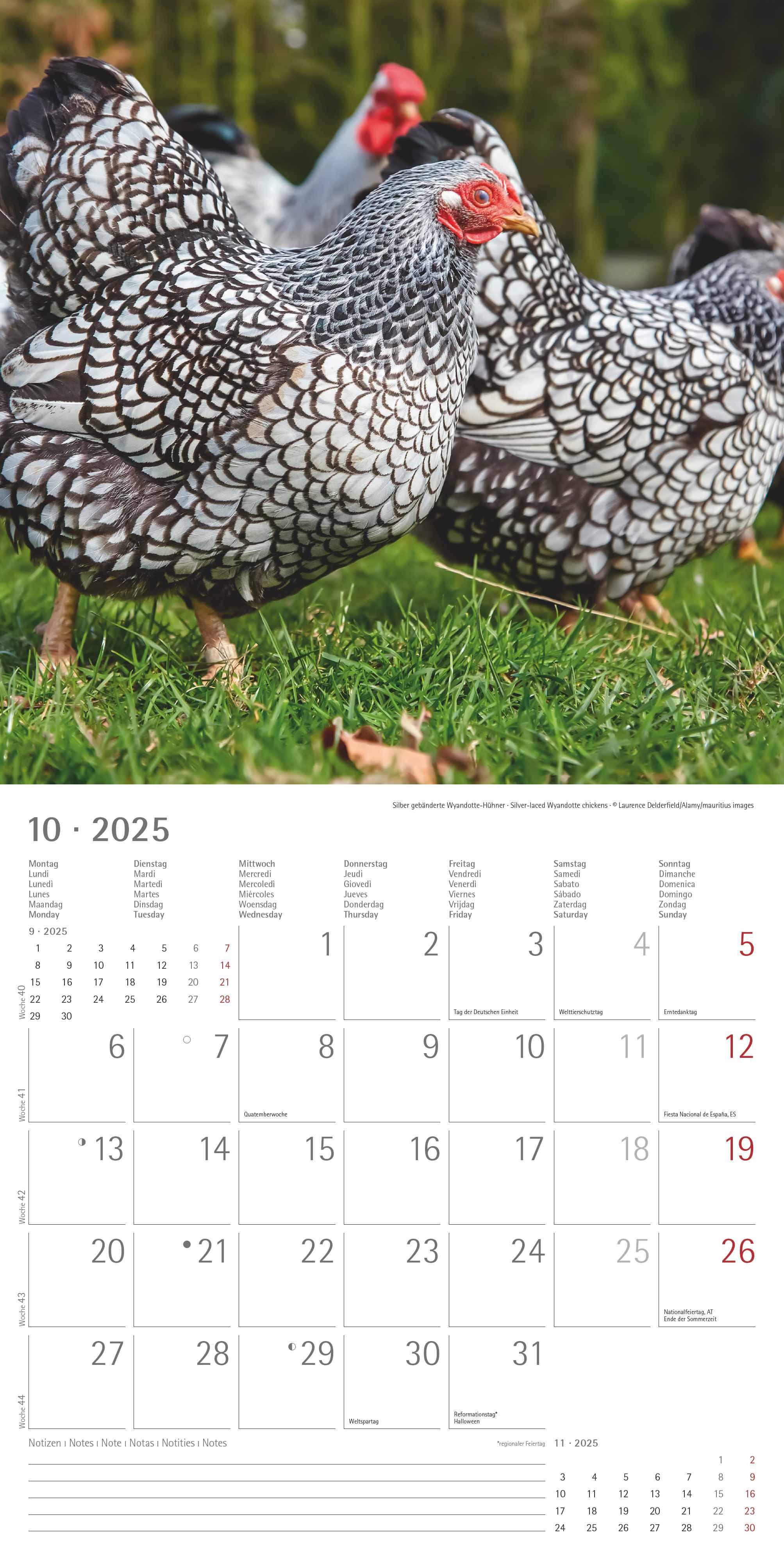 Beispielinhalt (Bild) Hühner 2025 - Broschürenkalender 30x30 cm (30x60 geöffnet) - Kalender mit Platz für Notizen - Hühner - Bildkalender - Wandkalender - Hühnerkalender