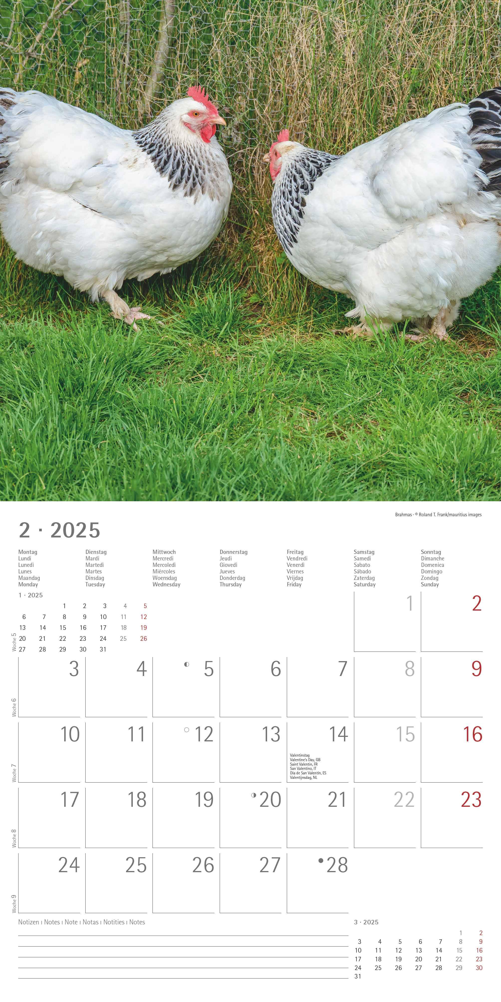 Beispielinhalt (Bild) Hühner 2025 - Broschürenkalender 30x30 cm (30x60 geöffnet) - Kalender mit Platz für Notizen - Hühner - Bildkalender - Wandkalender - Hühnerkalender
