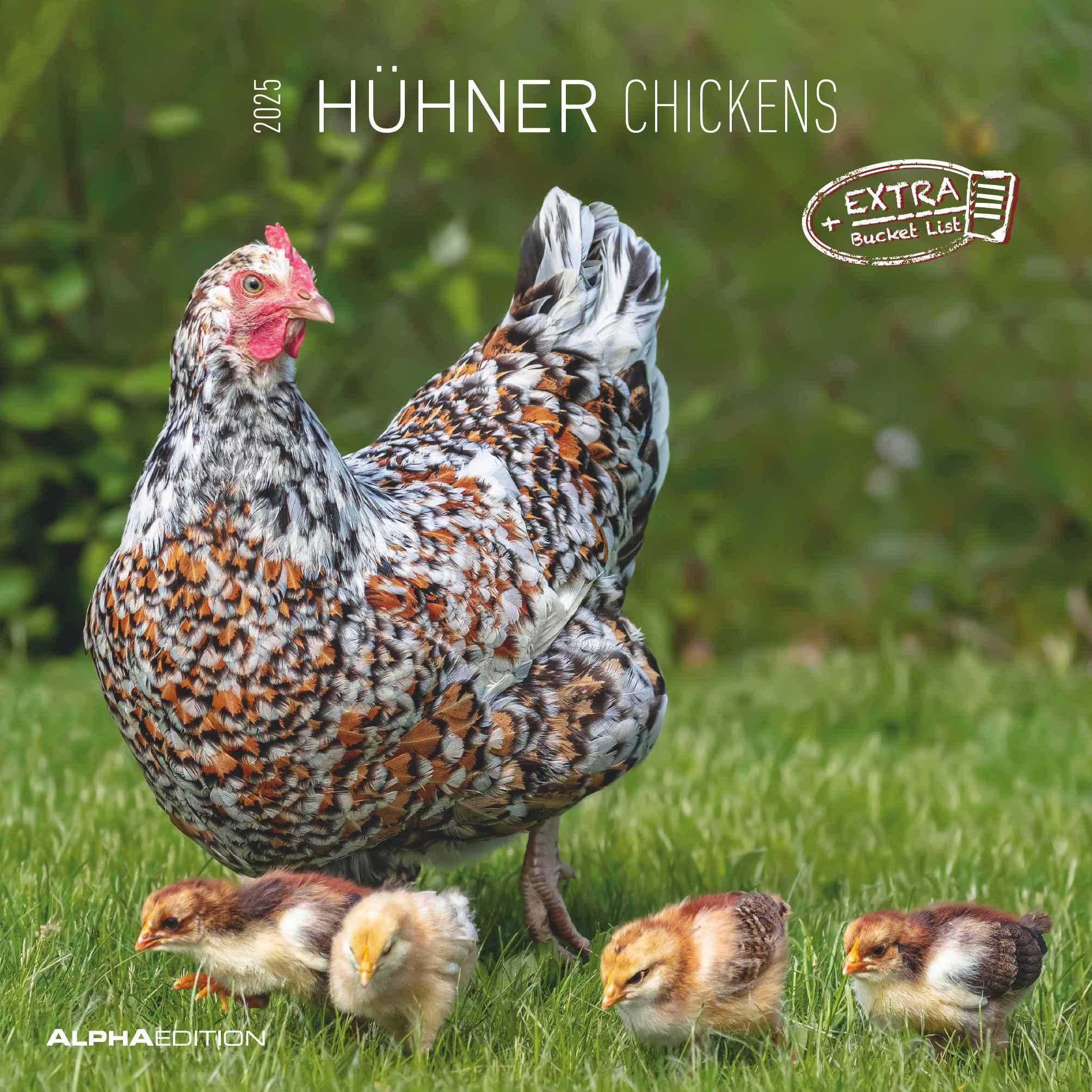 Vorderes Coverbild Hühner 2025 - Broschürenkalender 30x30 cm (30x60 geöffnet) - Kalender mit Platz für Notizen - Hühner - Bildkalender - Wandkalender - Hühnerkalender