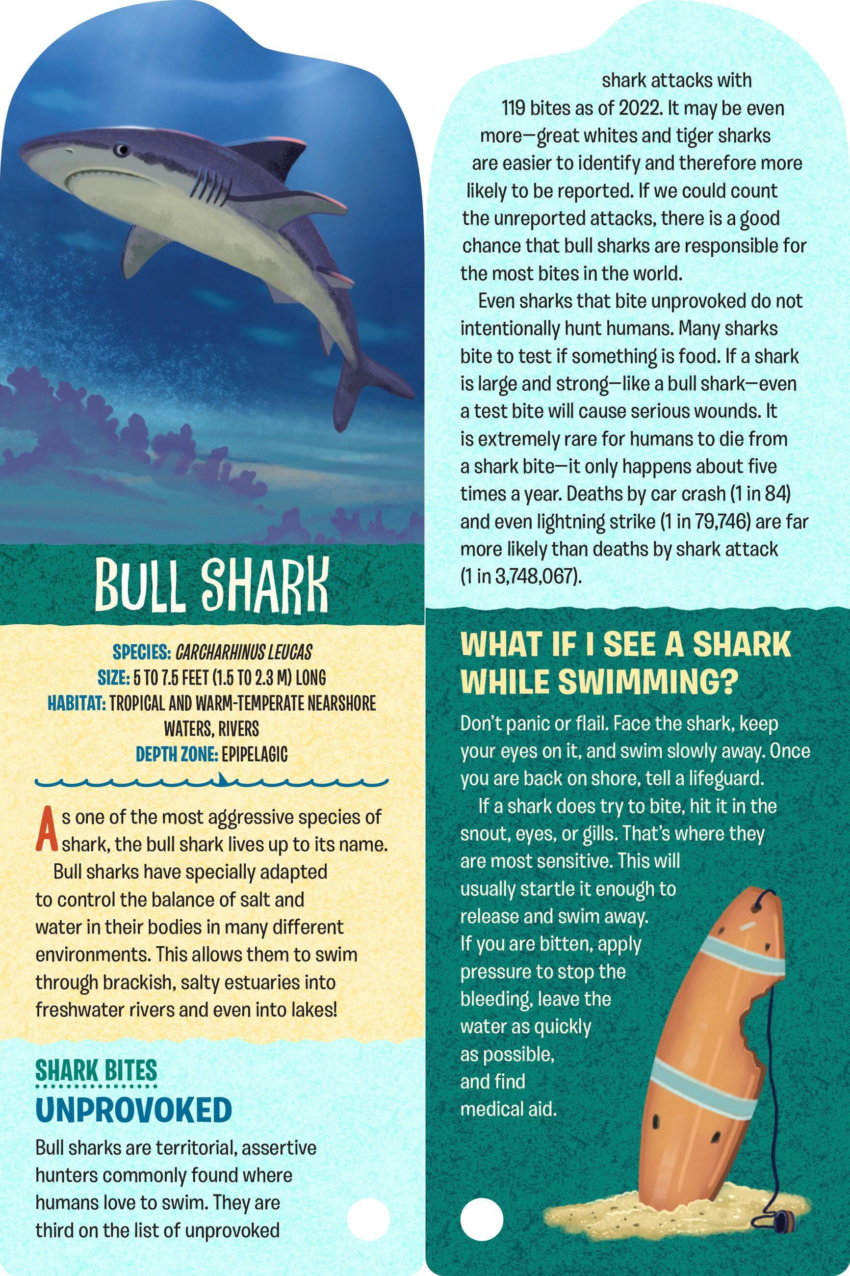 Beispielinhalt (Bild) Fandex Kids: Sharks