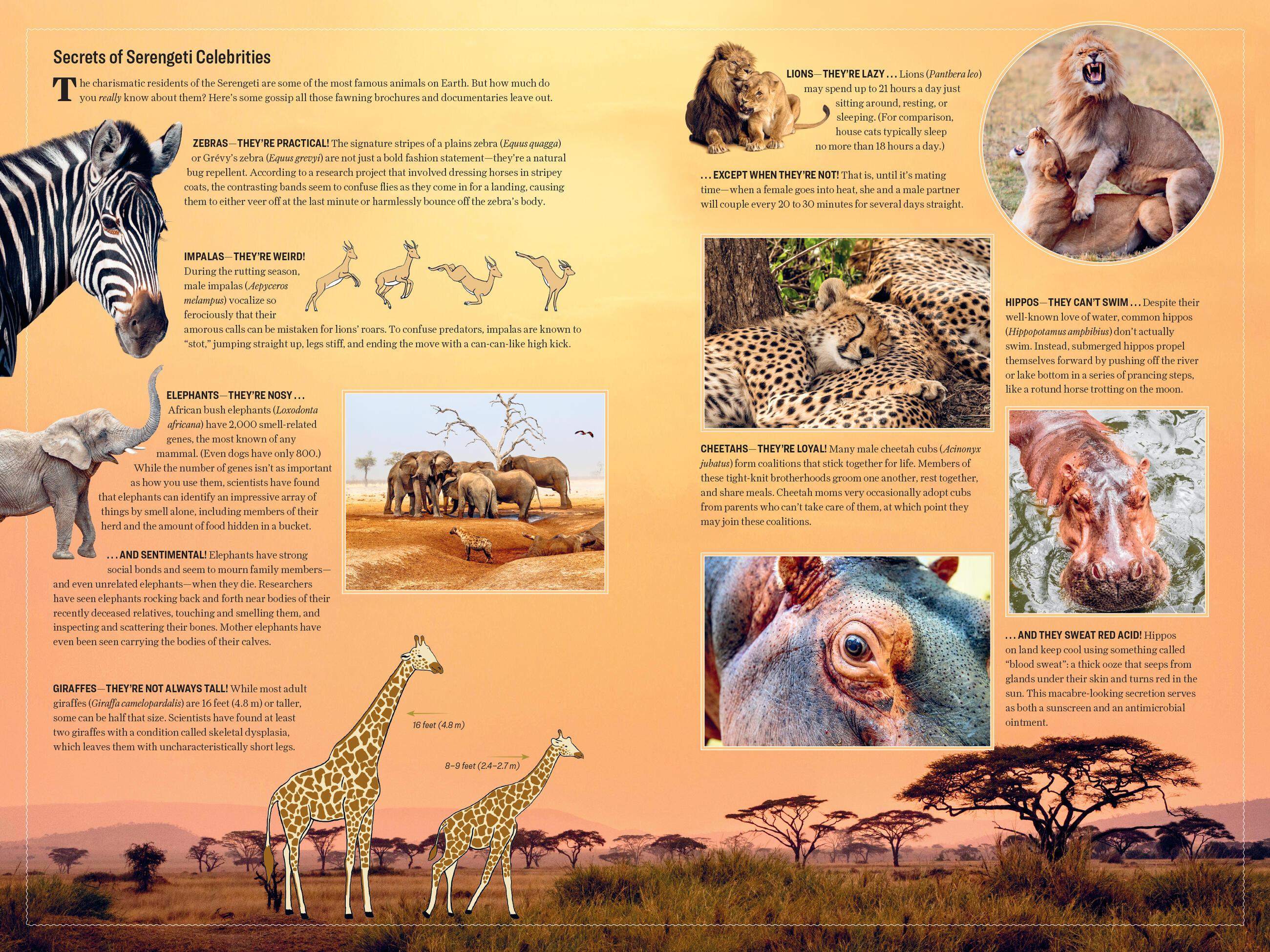 Beispielinhalt (Bild) Atlas Obscura: Wild Life