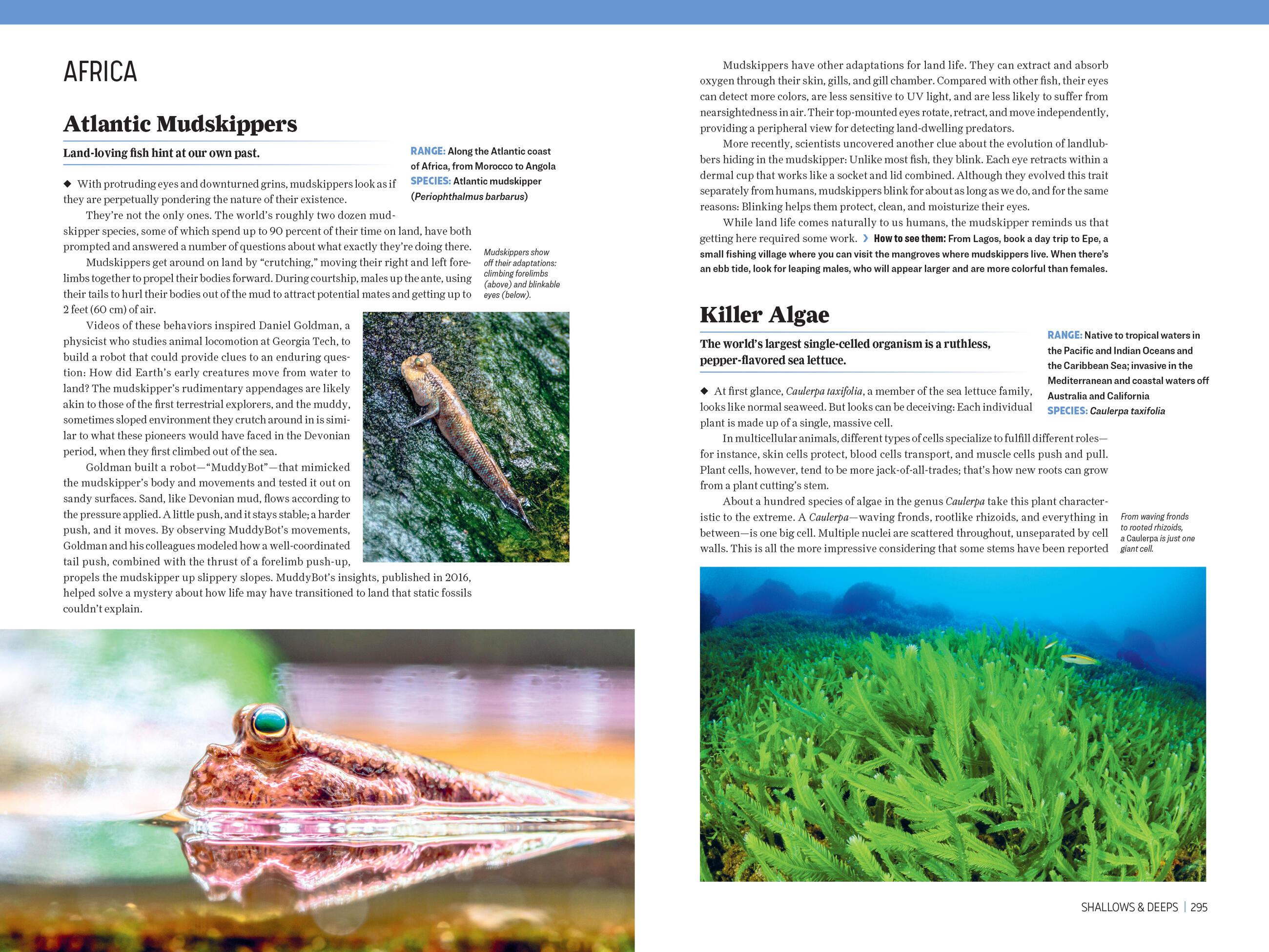 Beispielinhalt (Bild) Atlas Obscura: Wild Life