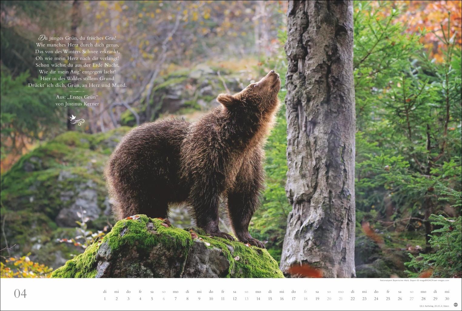 Beispielinhalt (Bild) Der deutsche Wald - Ein literarischer Spaziergang Kalender 2025 - Ein literarischer Spaziergang