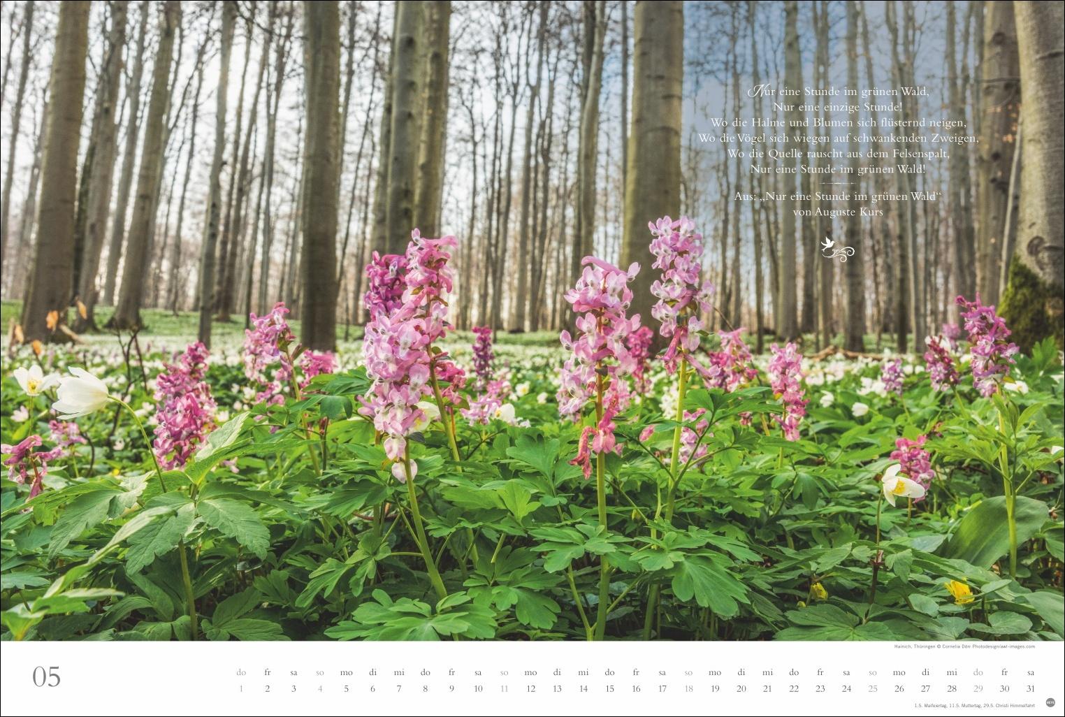 Beispielinhalt (Bild) Der deutsche Wald - Ein literarischer Spaziergang Kalender 2025 - Ein literarischer Spaziergang