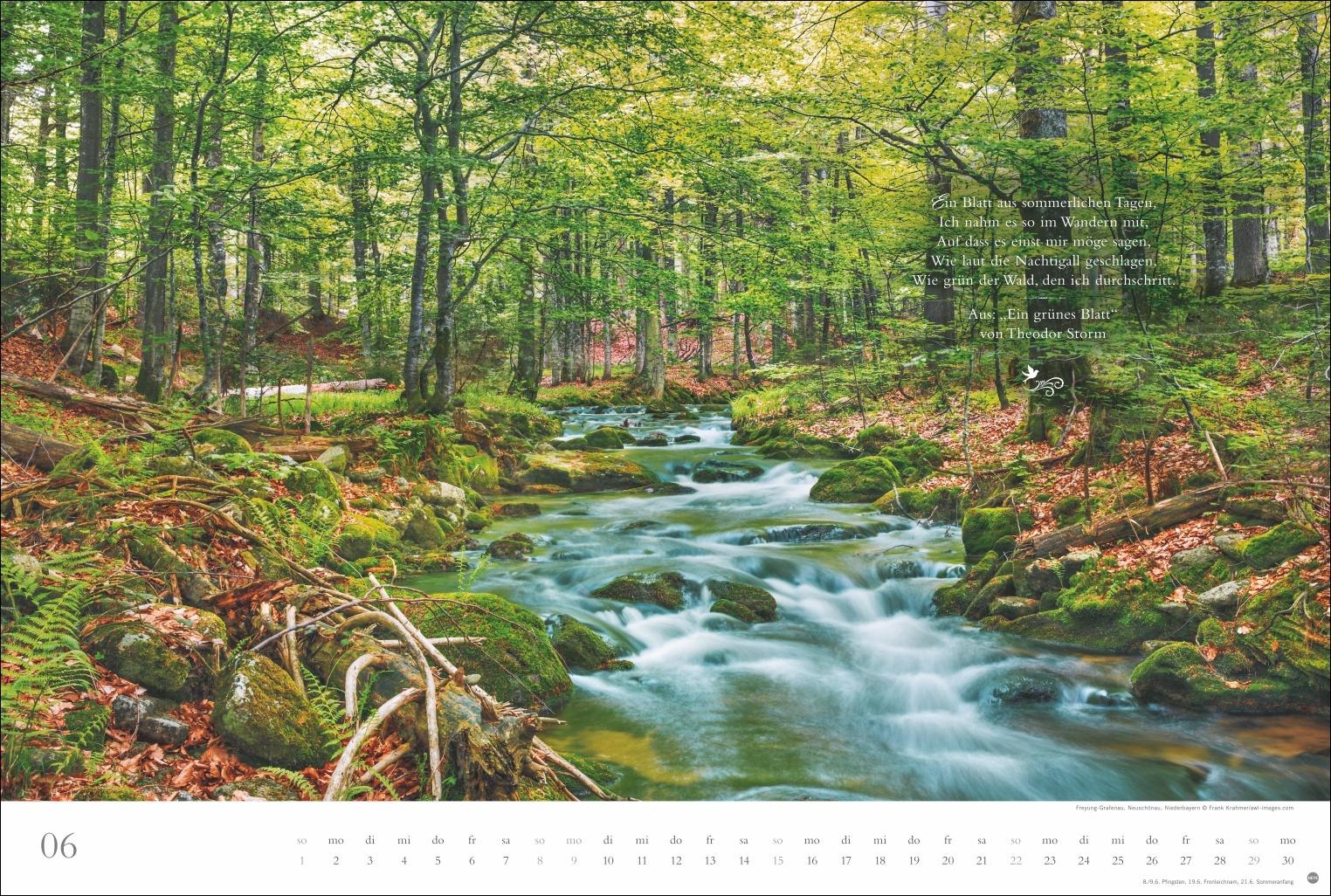 Beispielinhalt (Bild) Der deutsche Wald - Ein literarischer Spaziergang Kalender 2025 - Ein literarischer Spaziergang