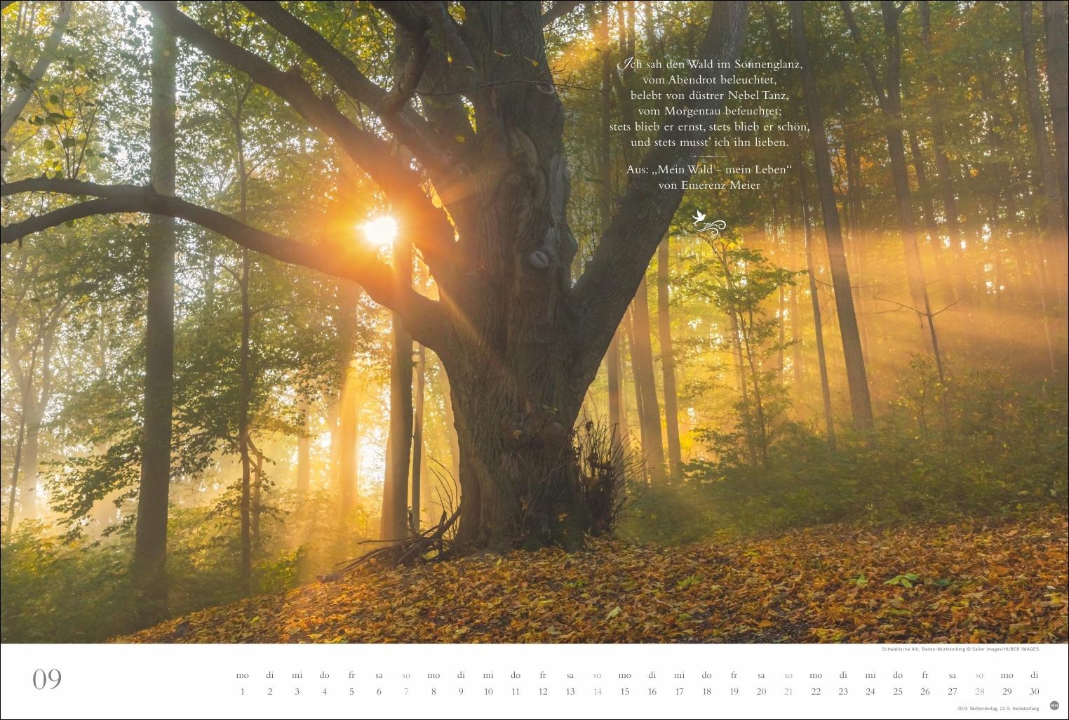 Beispielinhalt (Bild) Der deutsche Wald - Ein literarischer Spaziergang Kalender 2025 - Ein literarischer Spaziergang