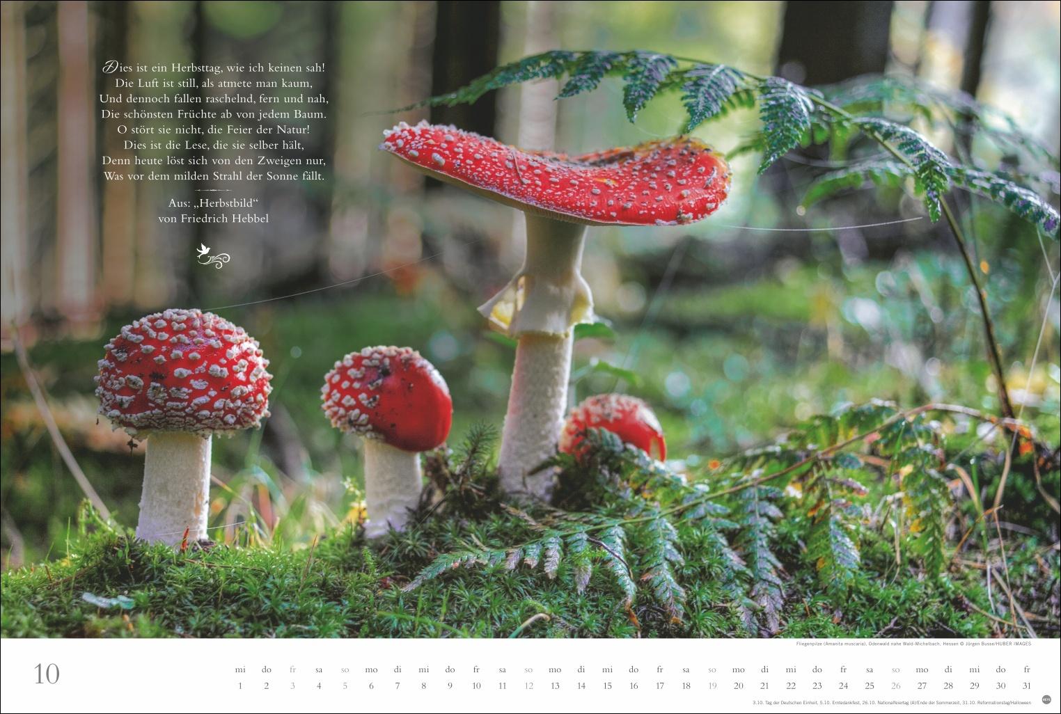 Beispielinhalt (Bild) Der deutsche Wald - Ein literarischer Spaziergang Kalender 2025 - Ein literarischer Spaziergang