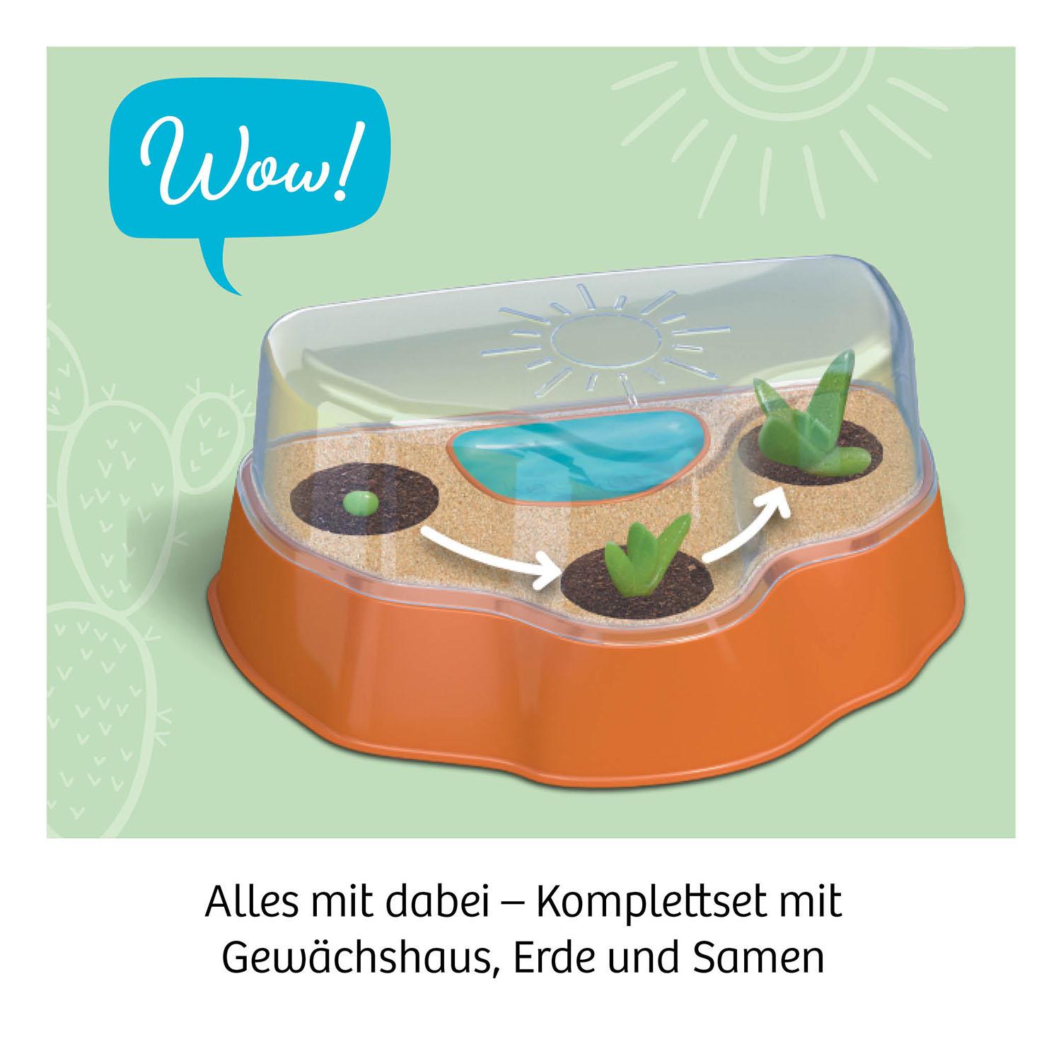 Beispielinhalt (Bild) Kakteen-Wüste