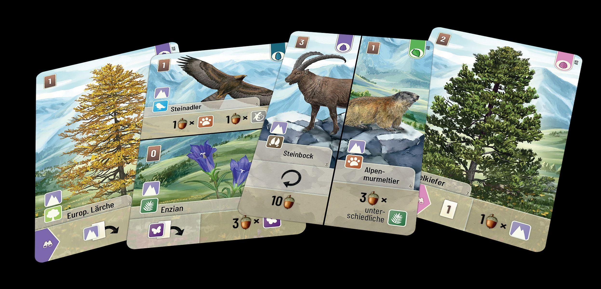 Beispielinhalt (Bild) Mischwald - Alpin