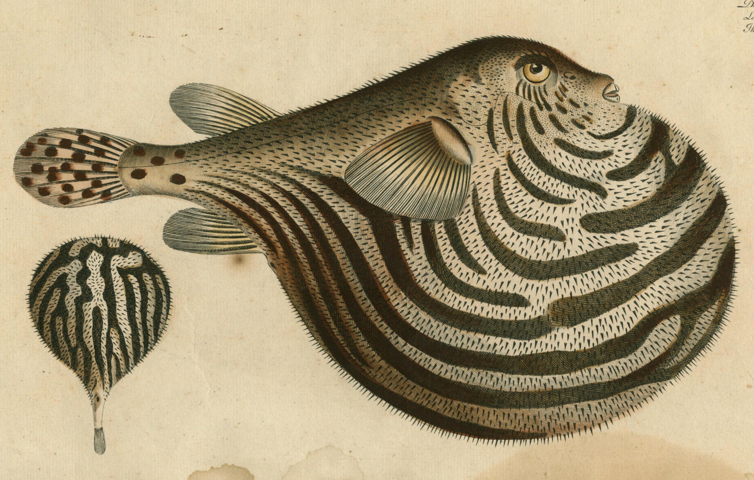 Beispielinhalt (Bild) John Derian Picture Book II