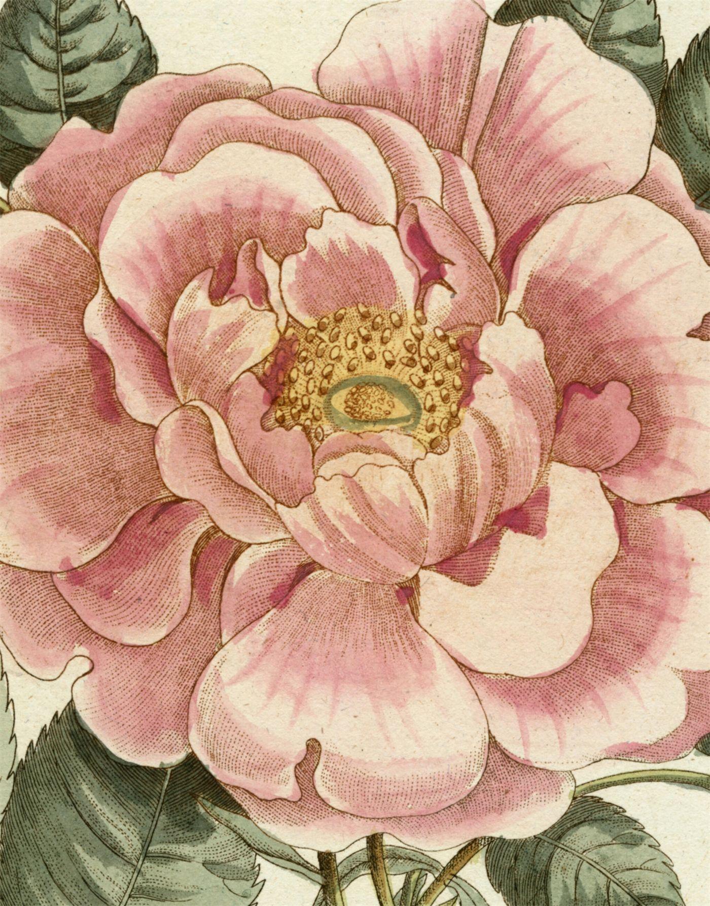 Vorderes Coverbild John Derian Picture Book II