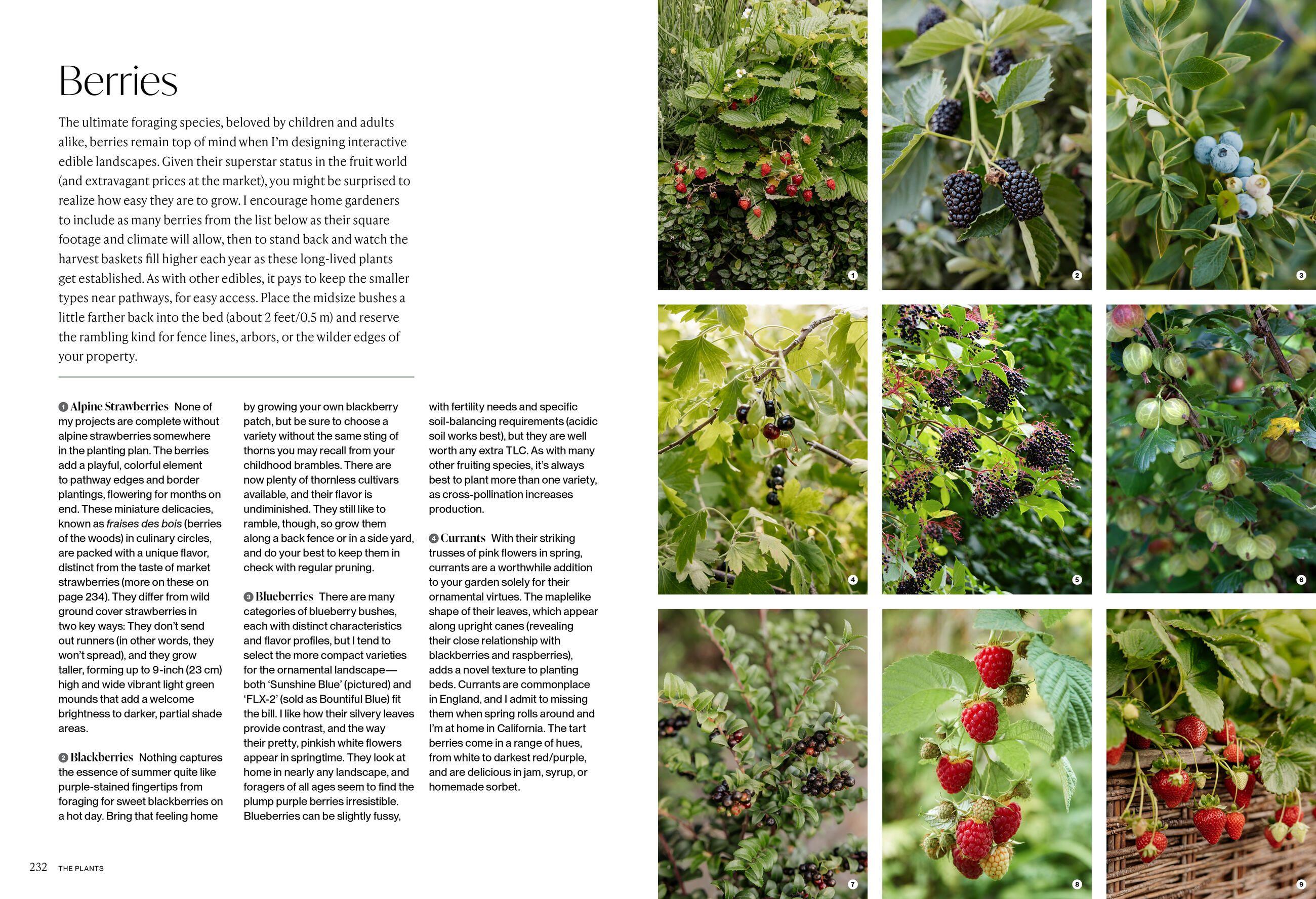 Beispielinhalt (Bild) The Food Forward Garden