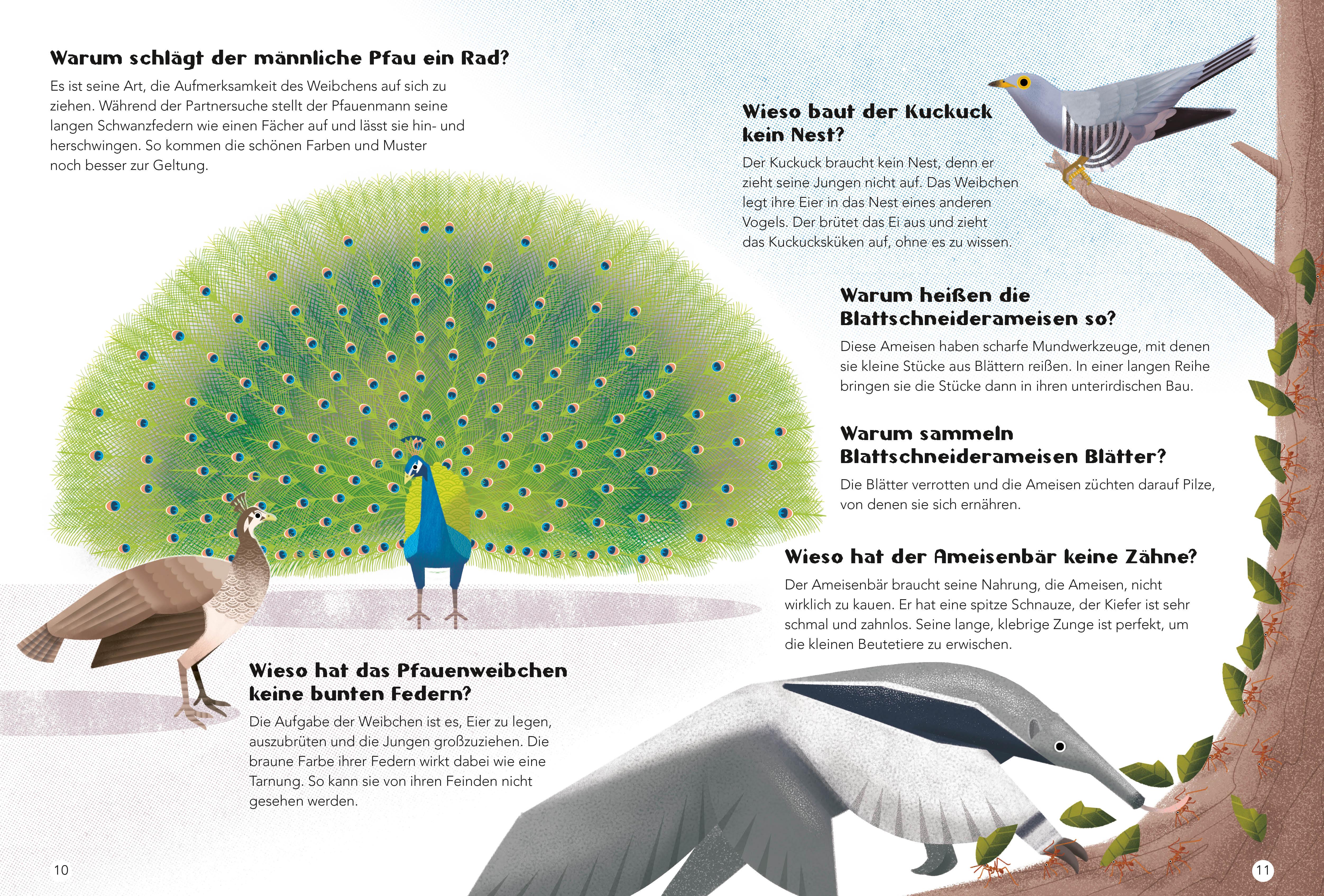 Beispielinhalt (Bild) Tiere. Frage- und Antwortbuch, mit 200 Fragen zu spannenden Naturthemen (200 Fragen & Antworten)