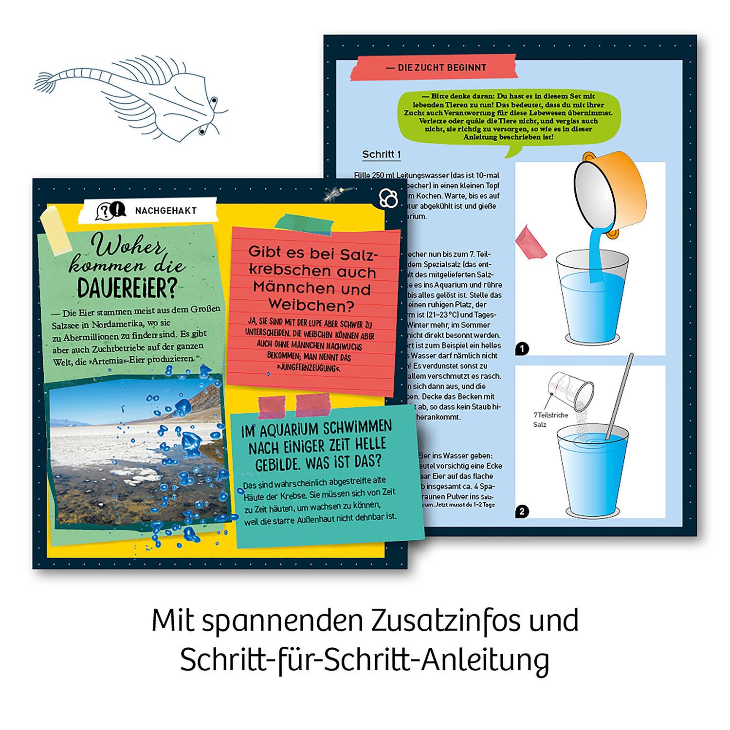 Beispielinhalt (Bild) Urzeit-Krebse
