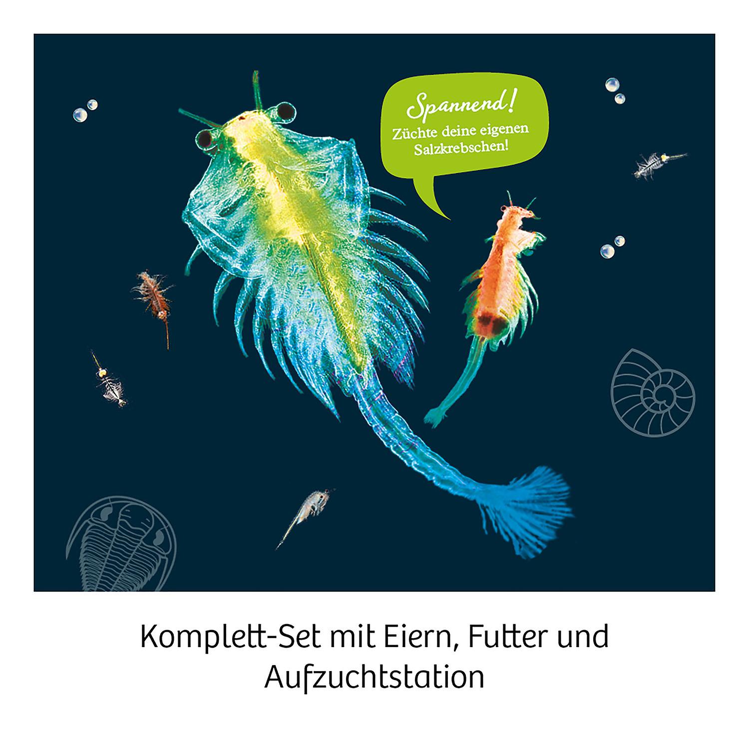 Beispielinhalt (Bild) Urzeit-Krebse