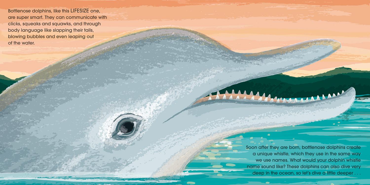 Beispielinhalt (Bild) Lifesize Ocean Animals