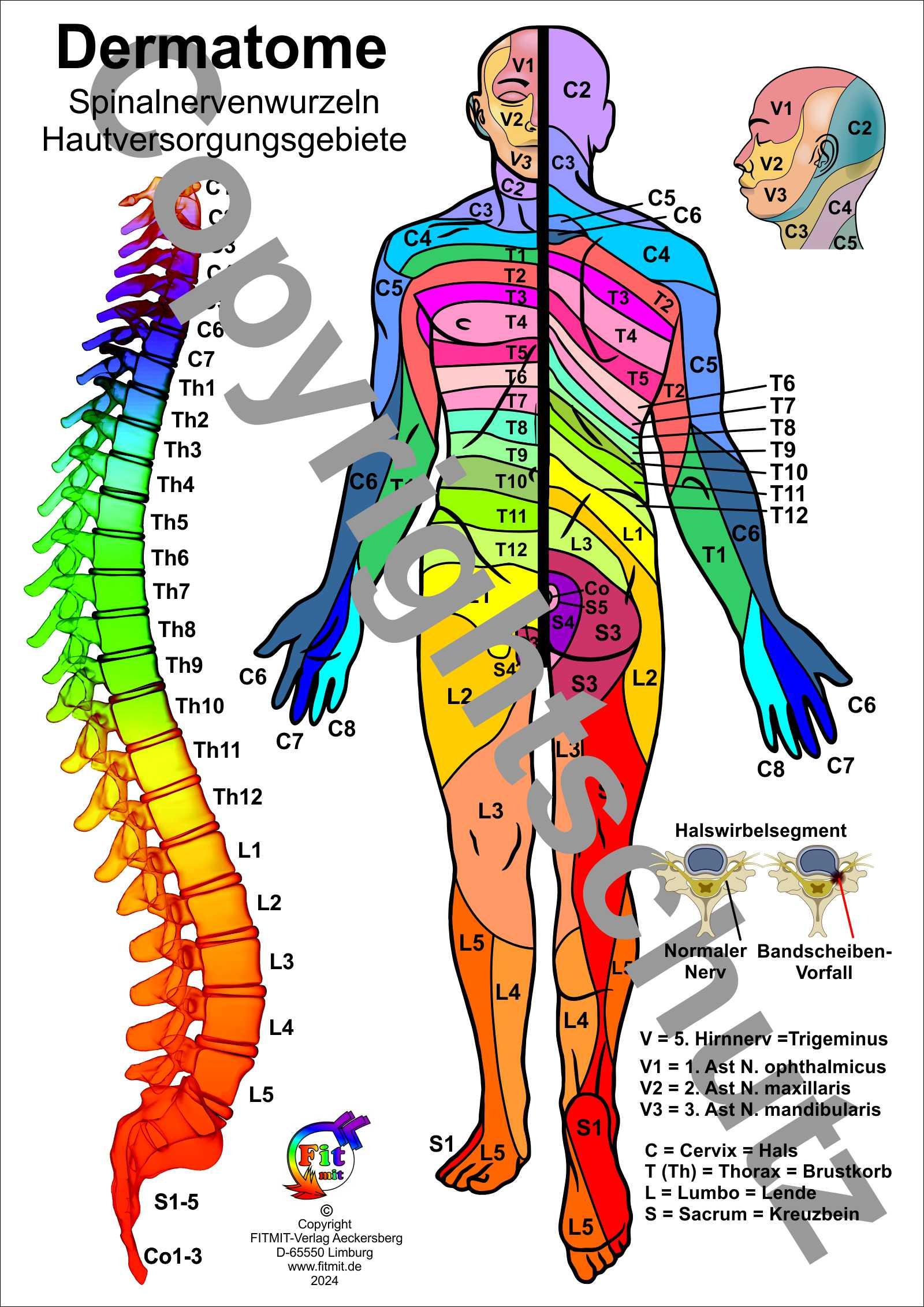 Vorderes Coverbild Dermatome - Spinalnervenwurzeln Hautversorgungsgebiete