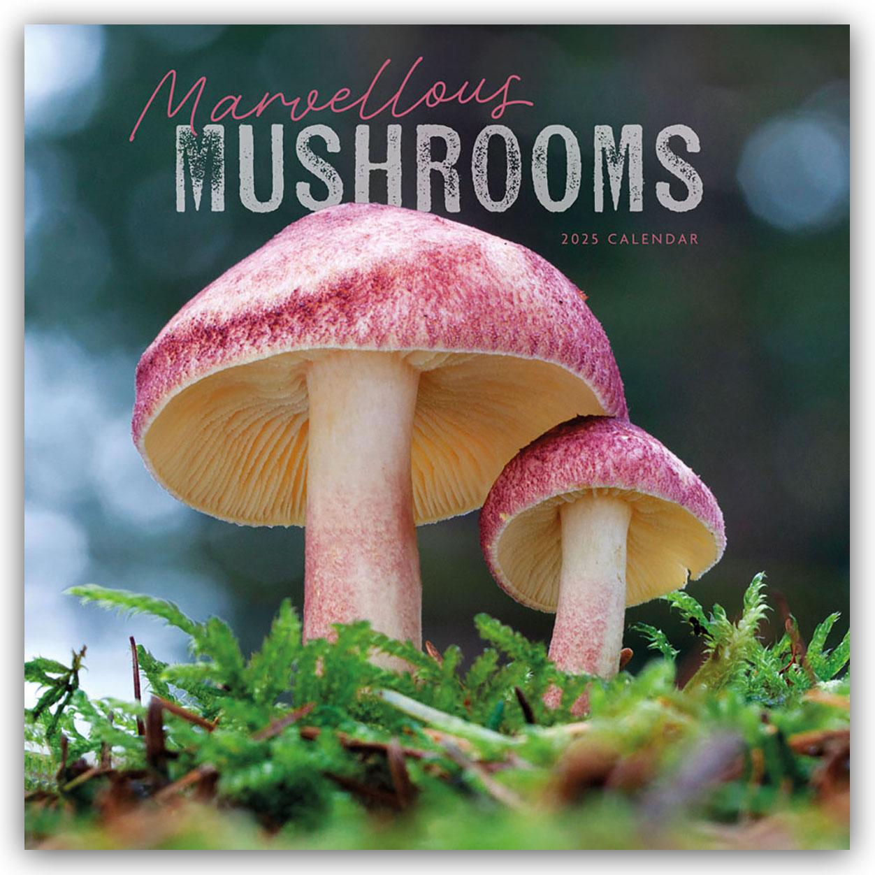Vorderes Coverbild Mushrooms - Pilze 2025 - Wand-Kalender
