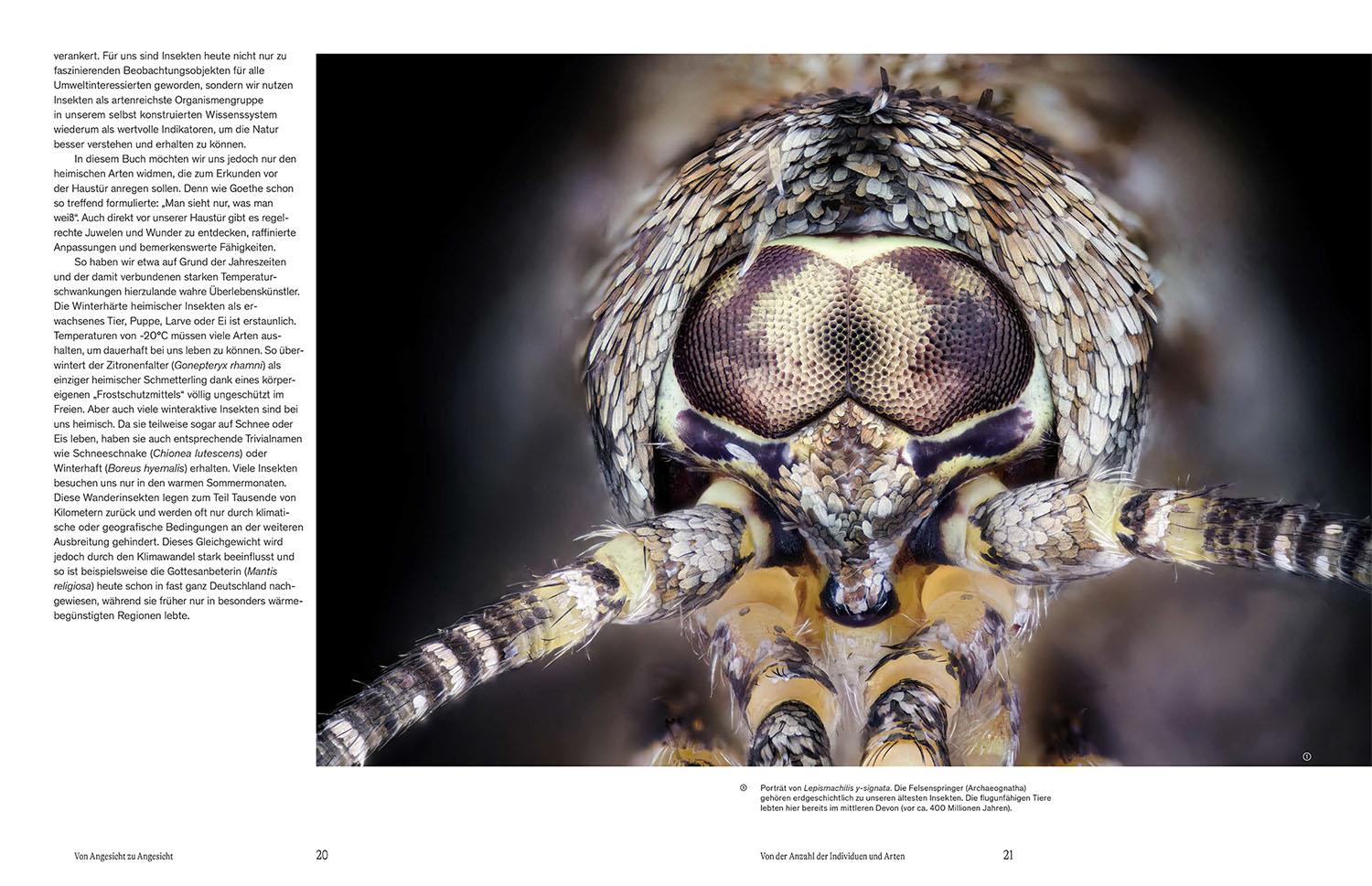 Beispielinhalt (Bild) Von Angesicht zu Angesicht