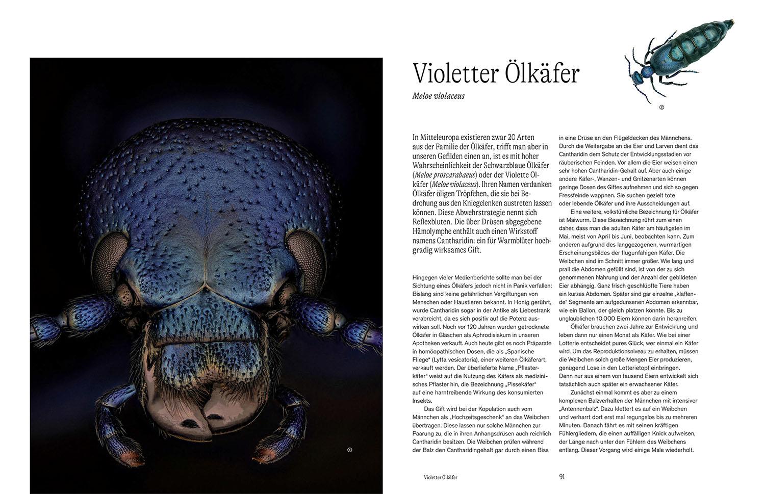 Beispielinhalt (Bild) Von Angesicht zu Angesicht