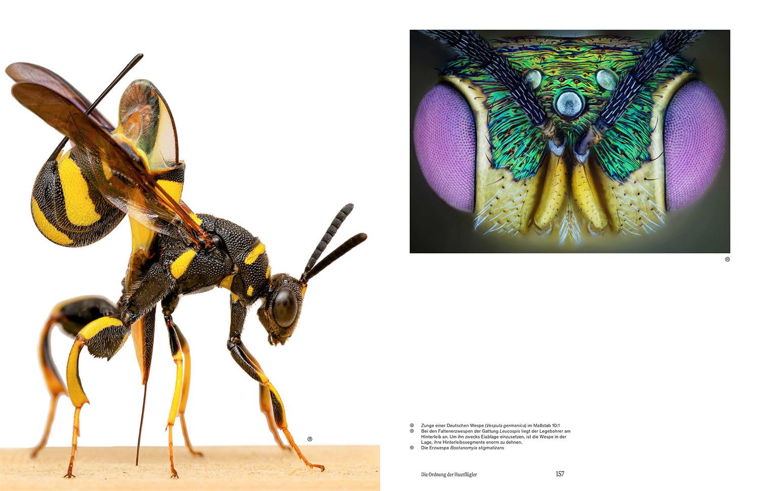 Beispielinhalt (Bild) Von Angesicht zu Angesicht