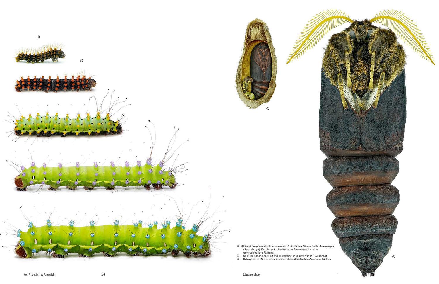 Beispielinhalt (Bild) Von Angesicht zu Angesicht